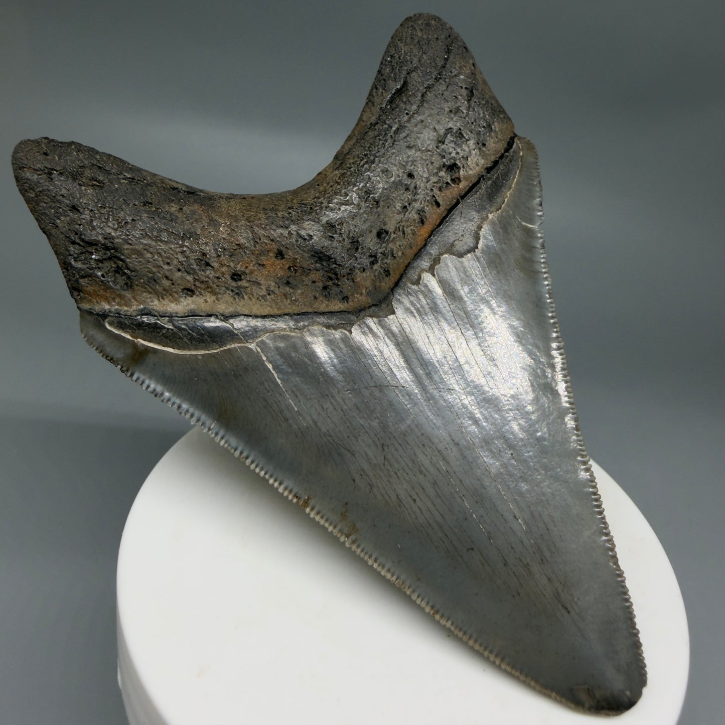 Back Left View Colorful lower, sharply serrated 3.65" Fossil Megalodon Tooth from South Carolina MJ154 