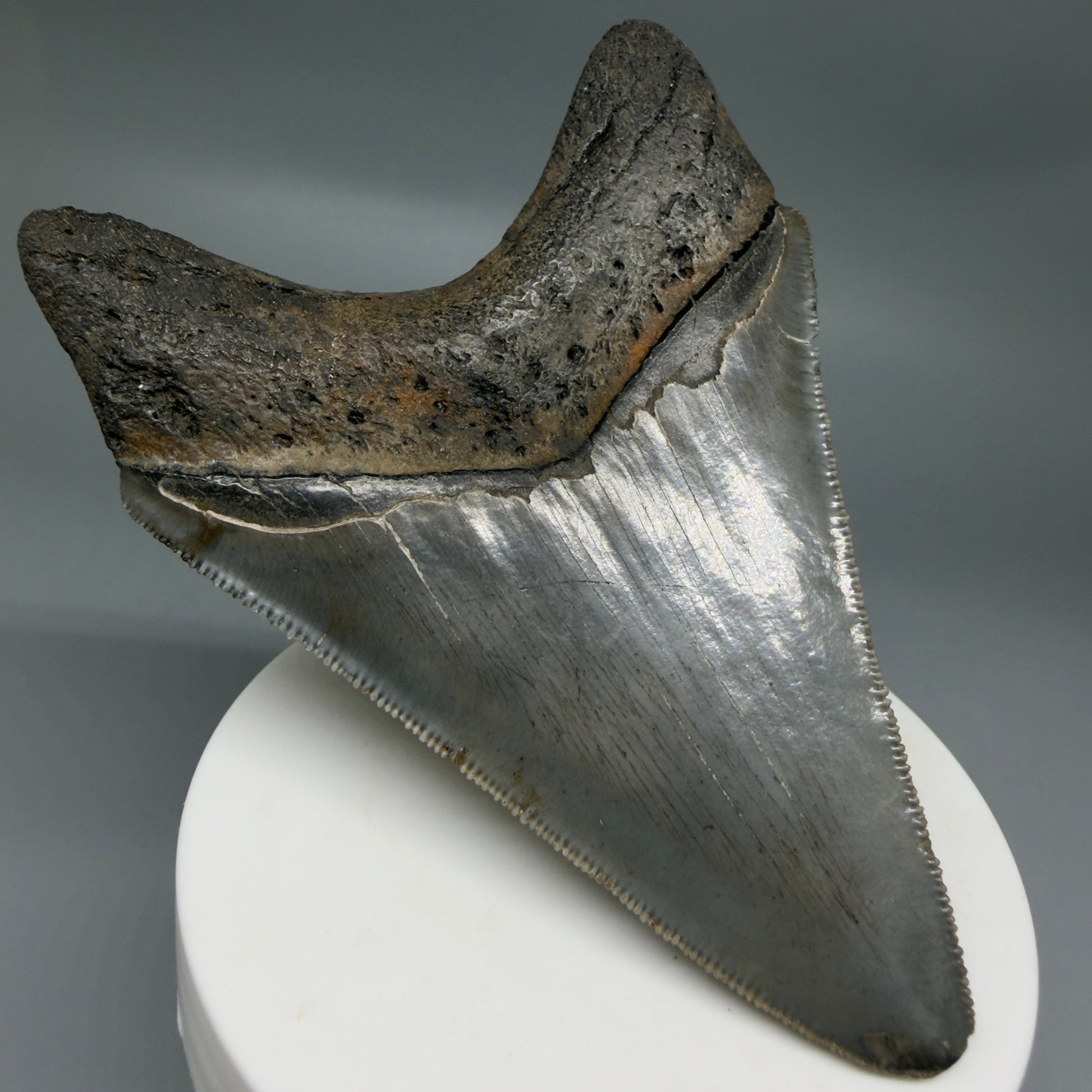 Back Left View Colorful lower, sharply serrated 3.65" Fossil Megalodon Tooth from South Carolina MJ154 
