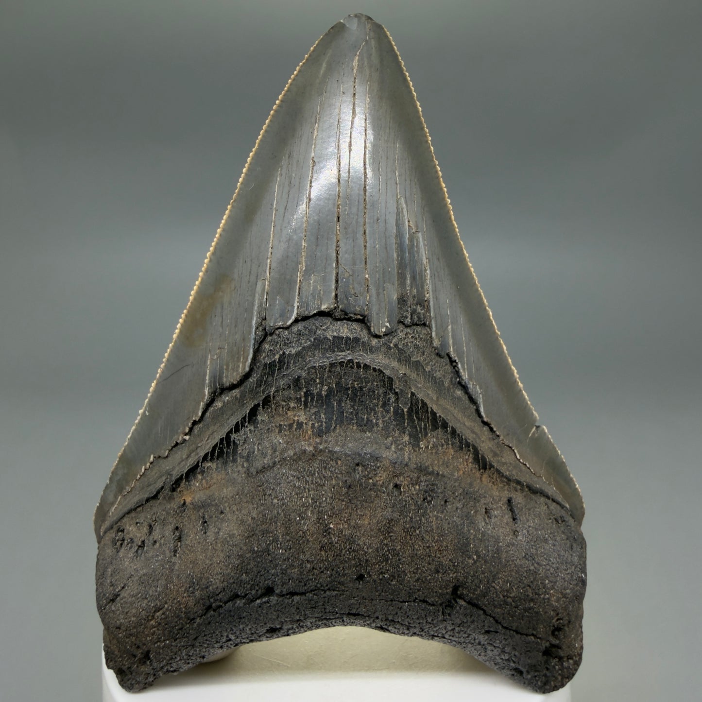 Front View Colorful lower, sharply serrated 3.65" Fossil Megalodon Tooth from South Carolina MJ154 - 2