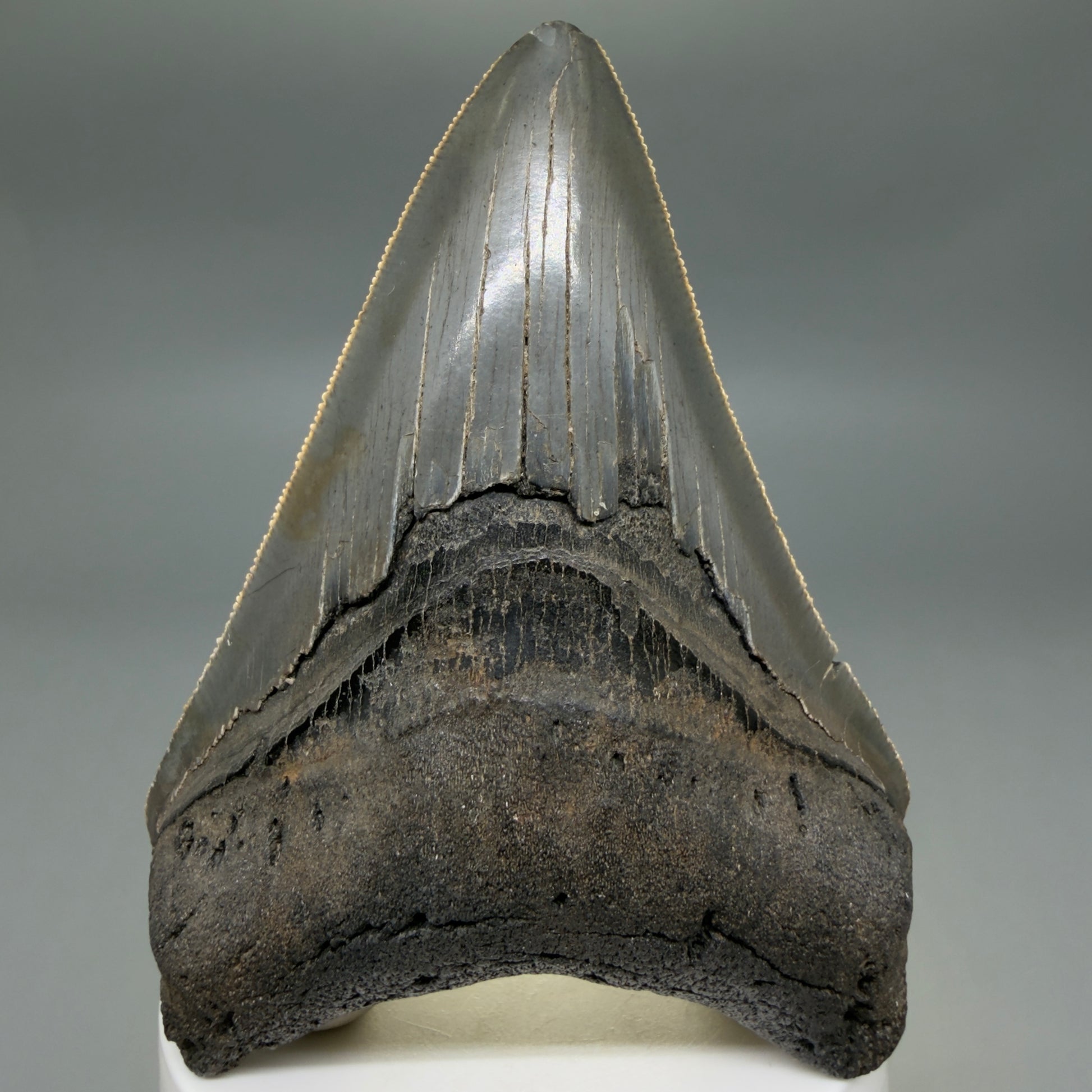 Front View Colorful lower, sharply serrated 3.65" Fossil Megalodon Tooth from South Carolina MJ154 - 2