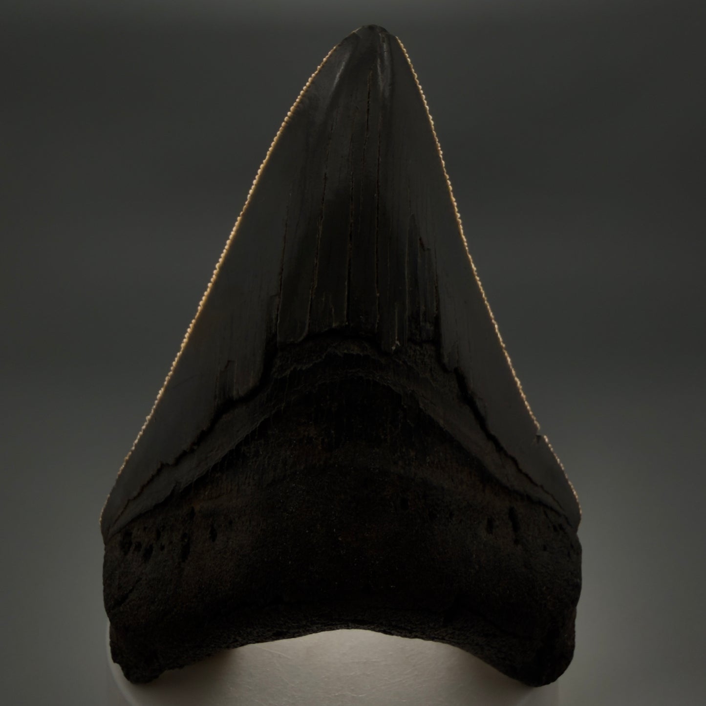Front View Colorful lower, sharply serrated 3.65" Fossil Megalodon Tooth from South Carolina MJ154 - 1