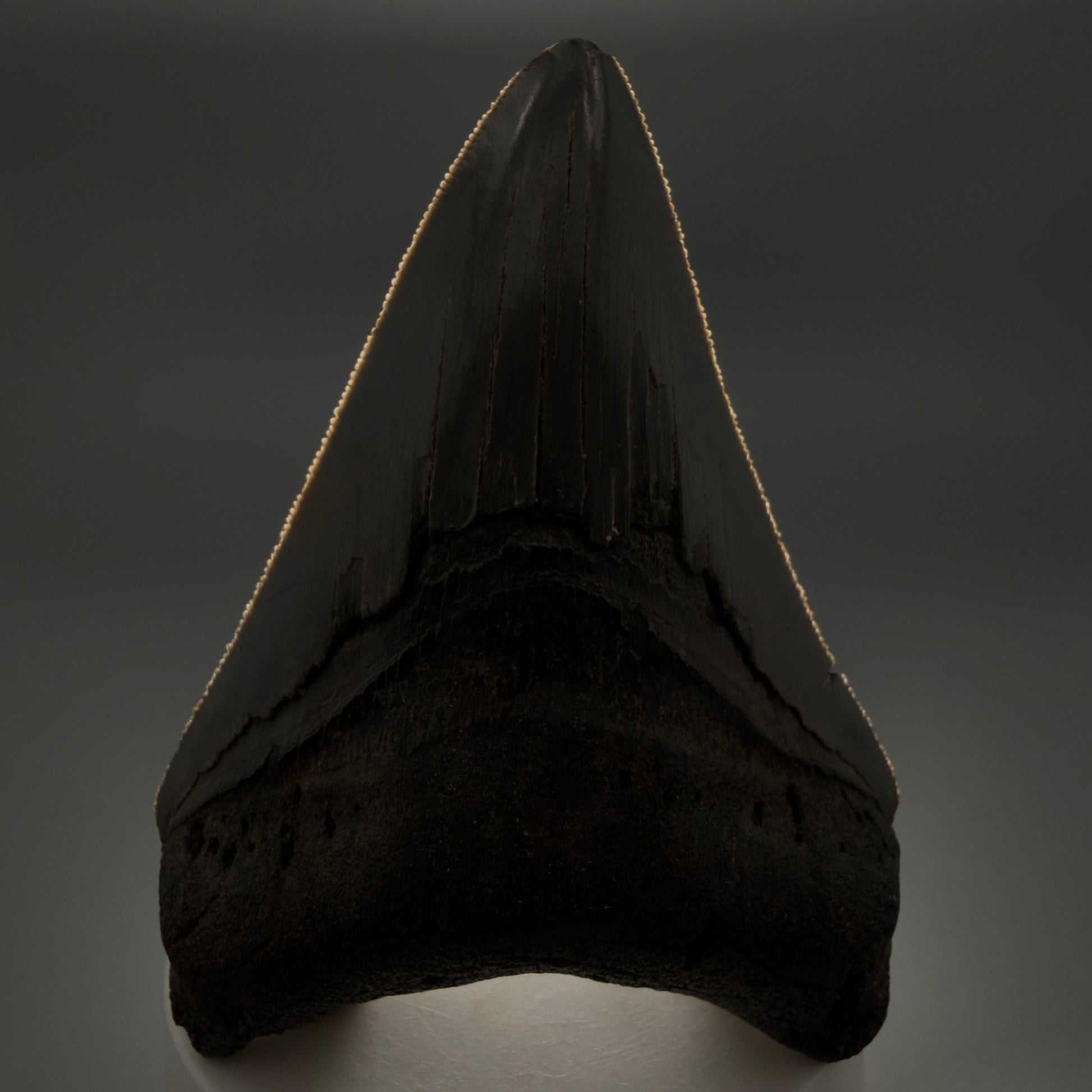 Front View Colorful lower, sharply serrated 3.65" Fossil Megalodon Tooth from South Carolina MJ154 - 1
