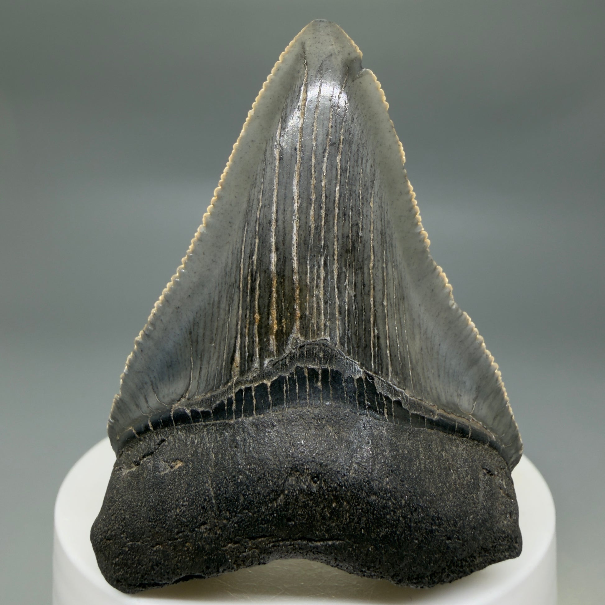 Front View 2.48" Dark colors Fossil Megalodon Tooth – South Carolina River Find | Authentic CM6351 - 2