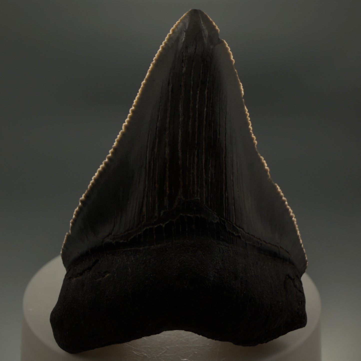 Front View 2.48" Dark colors Fossil Megalodon Tooth – South Carolina River Find | Authentic CM6351 - 1