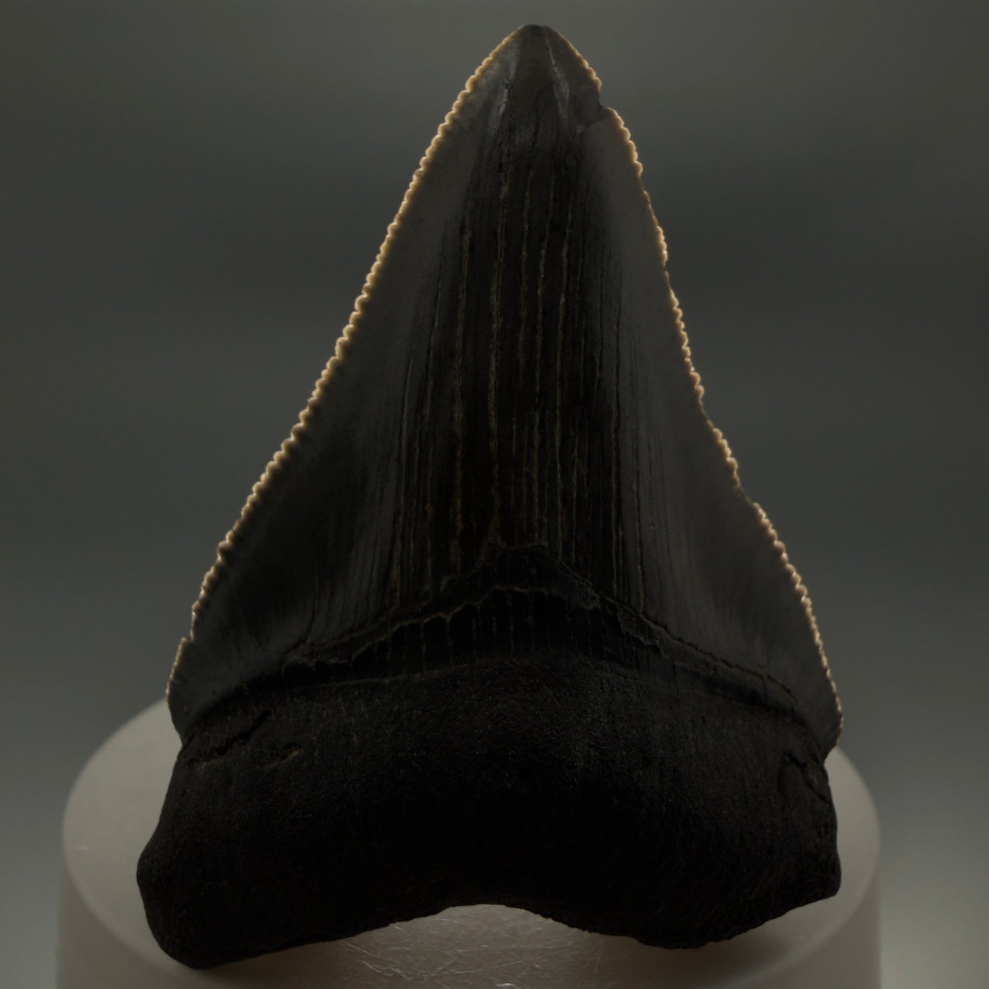 Front View 2.48" Dark colors Fossil Megalodon Tooth – South Carolina River Find | Authentic CM6351 - 1