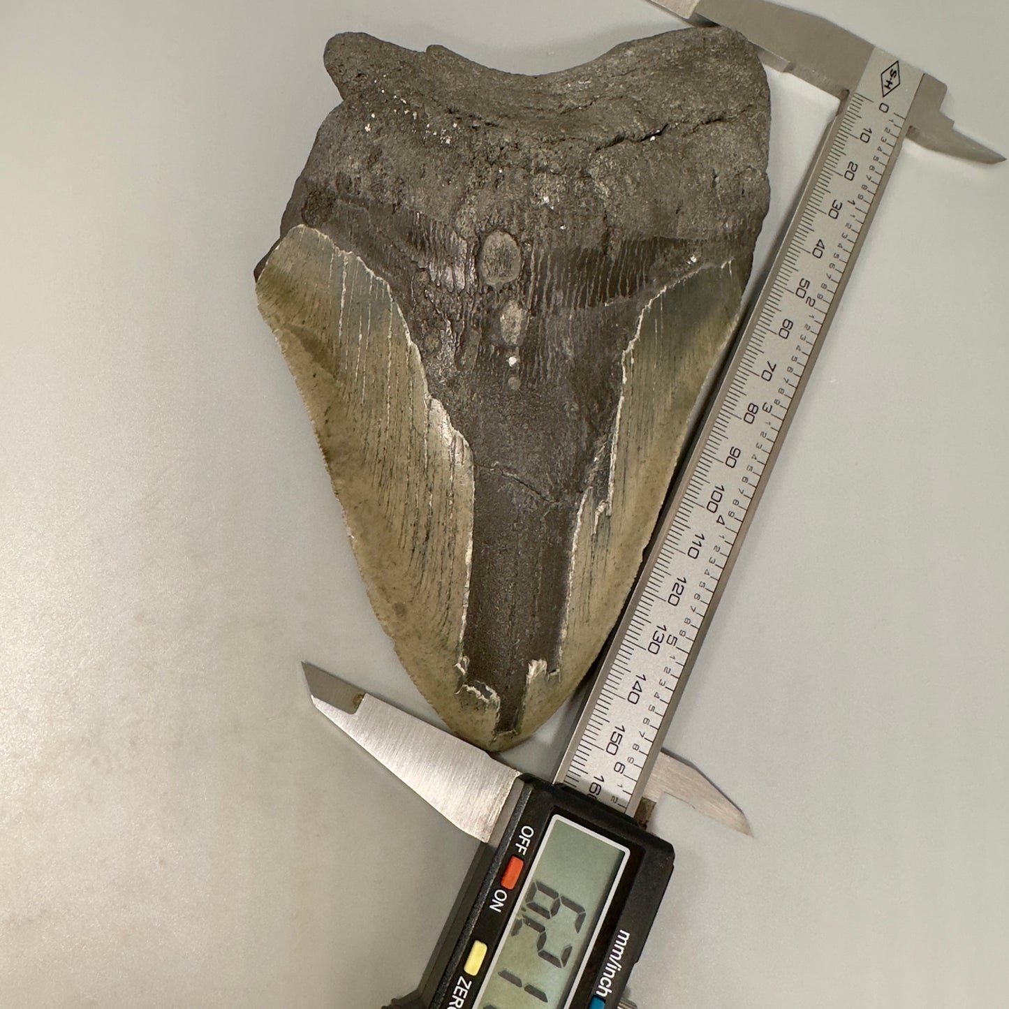 Huge, affordable 6.21" Fossil Megalodon Tooth - Wilmington North Carolina