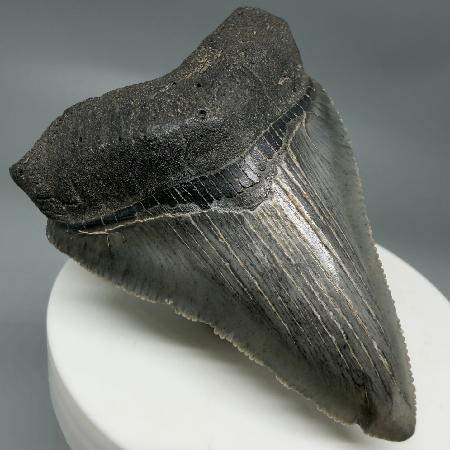 Front Left View 2.48" Dark colors Fossil Megalodon Tooth – South Carolina River Find | Authentic CM6351