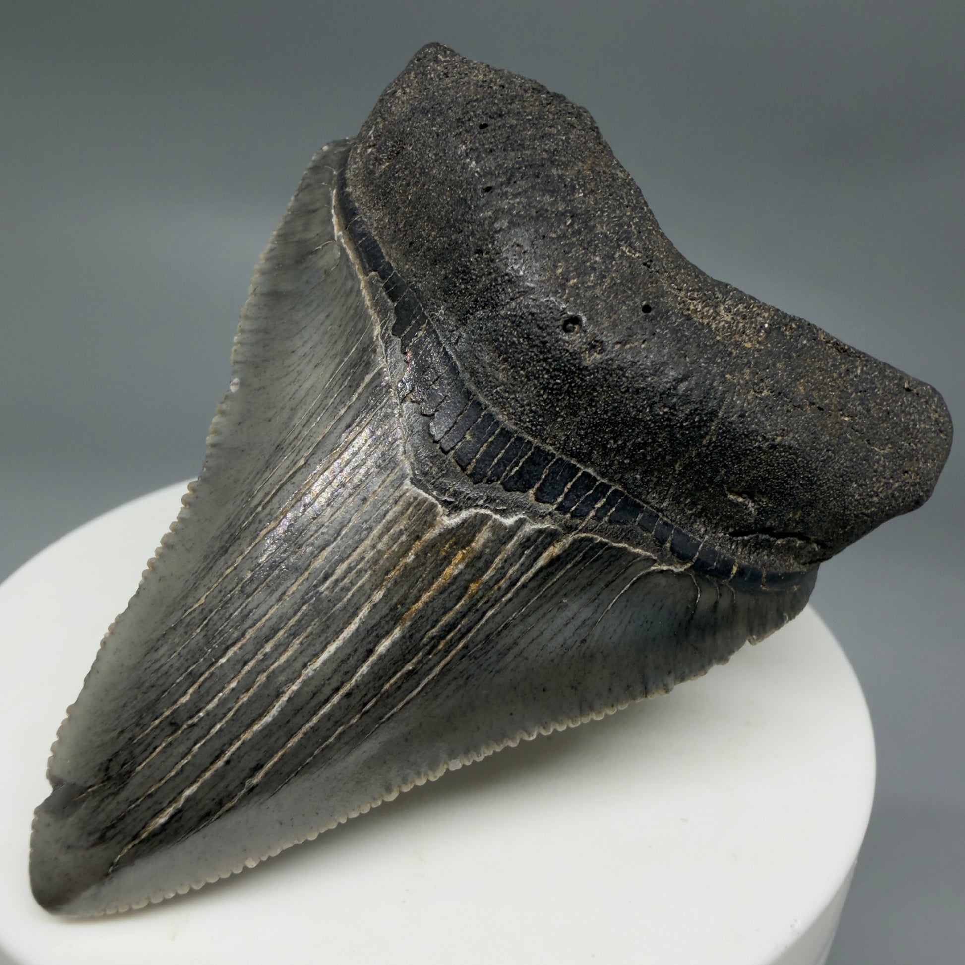 Front Right View 2.48" Dark colors Fossil Megalodon Tooth – South Carolina River Find | Authentic CM6351