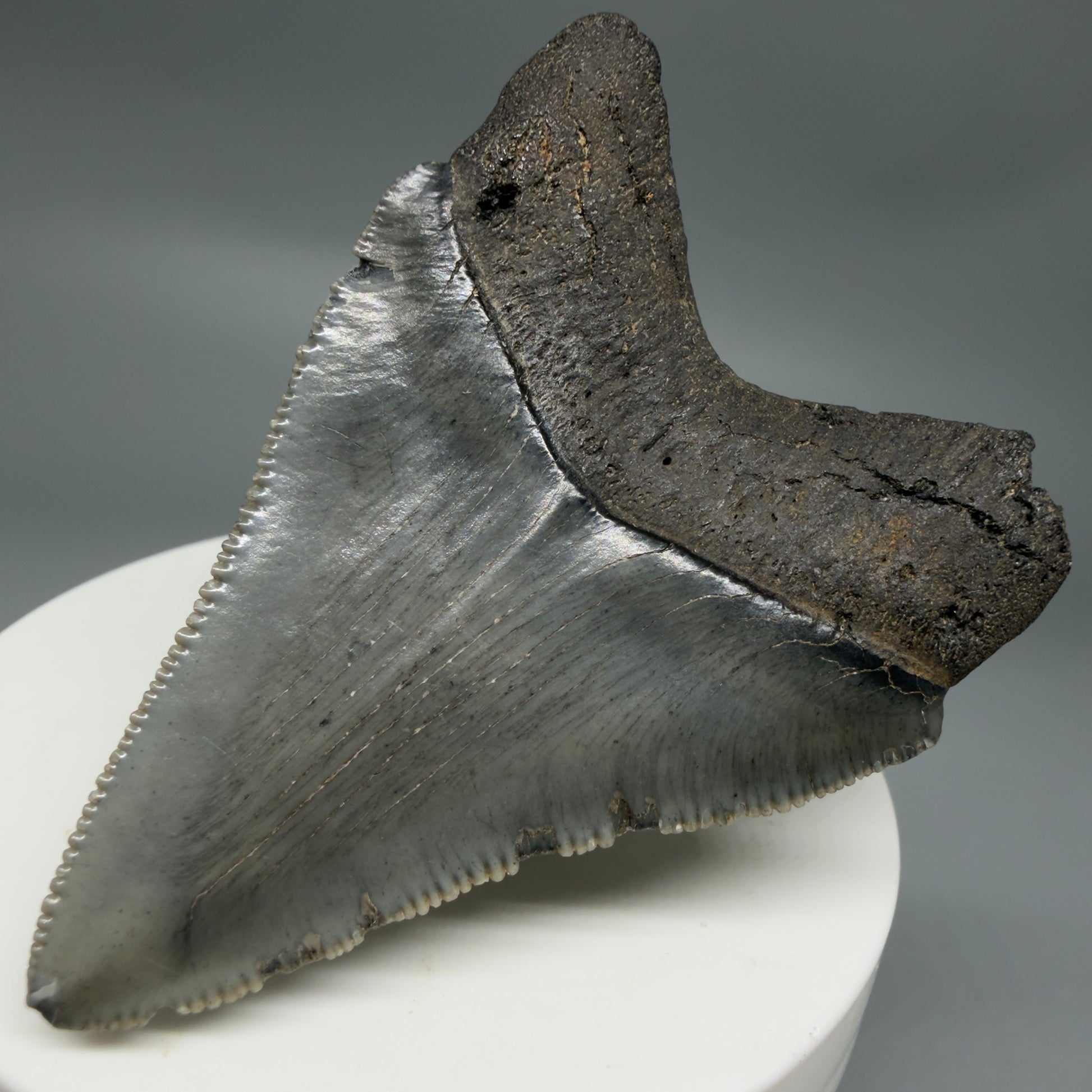 Back Right View 2.48" Dark colors Fossil Megalodon Tooth – South Carolina River Find | Authentic CM6351