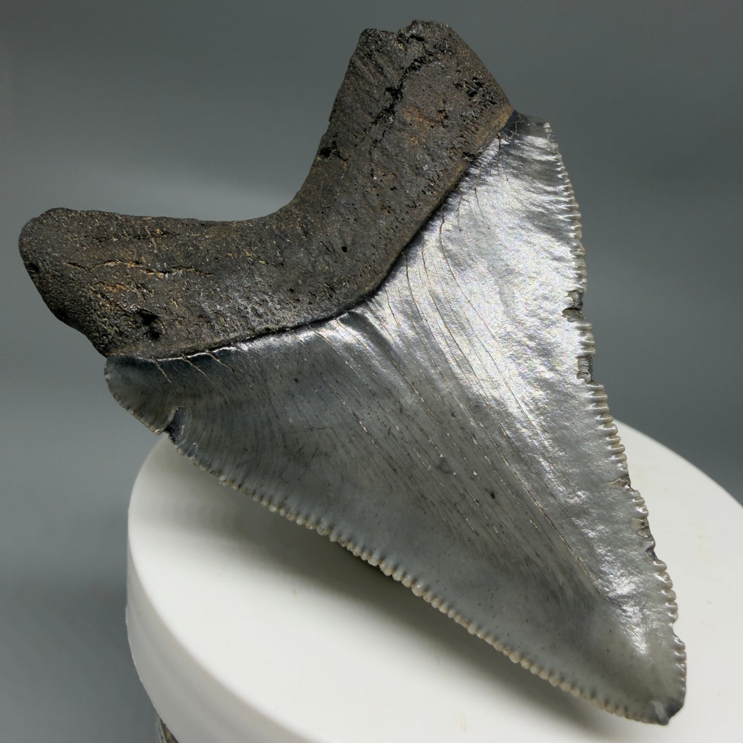 Back Left View 2.48" Dark colors Fossil Megalodon Tooth – South Carolina River Find | Authentic CM6351