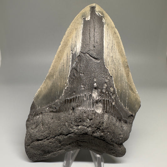 Huge, affordable 6.21" Fossil Megalodon Tooth - Wilmington North Carolina