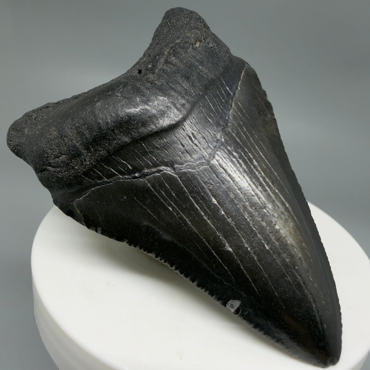 Front Left View Black 2.74" Fossil Megalodon Tooth – South Carolina River Find | Authentic CM6352