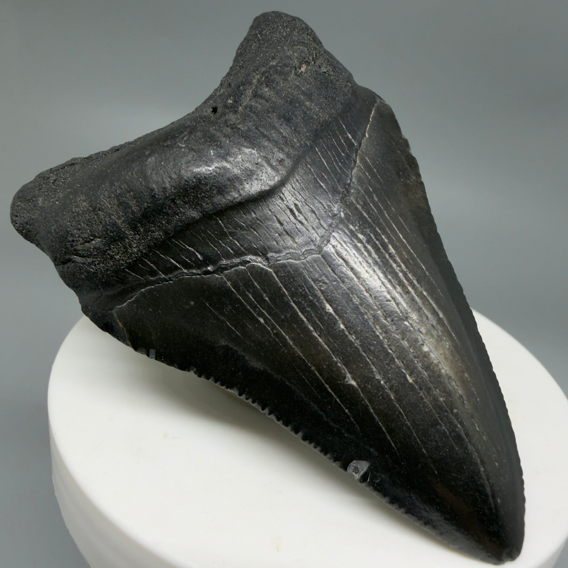 Front Left View Black 2.74" Fossil Megalodon Tooth – South Carolina River Find | Authentic CM6352