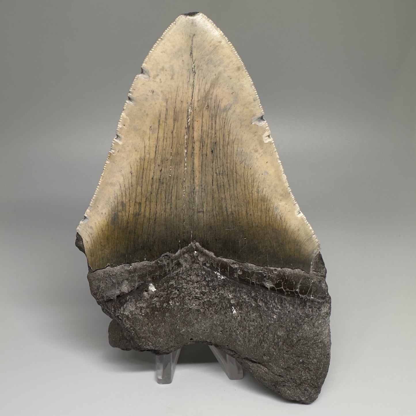 Huge, affordable 6.21" Fossil Megalodon Tooth - Wilmington North Carolina