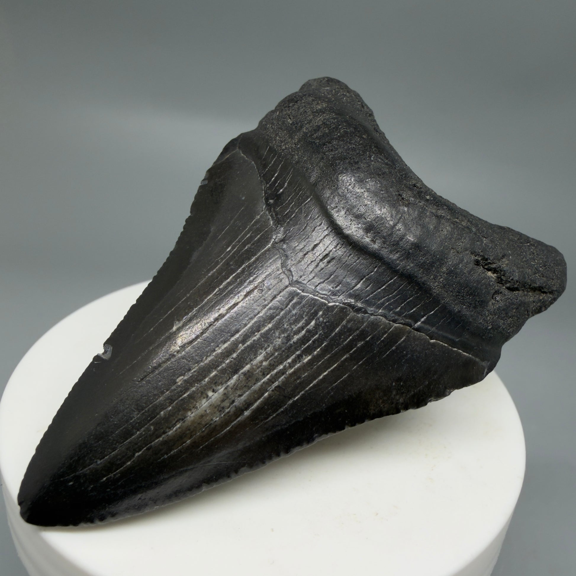 Front Right View Black 2.74" Fossil Megalodon Tooth – South Carolina River Find | Authentic CM6352