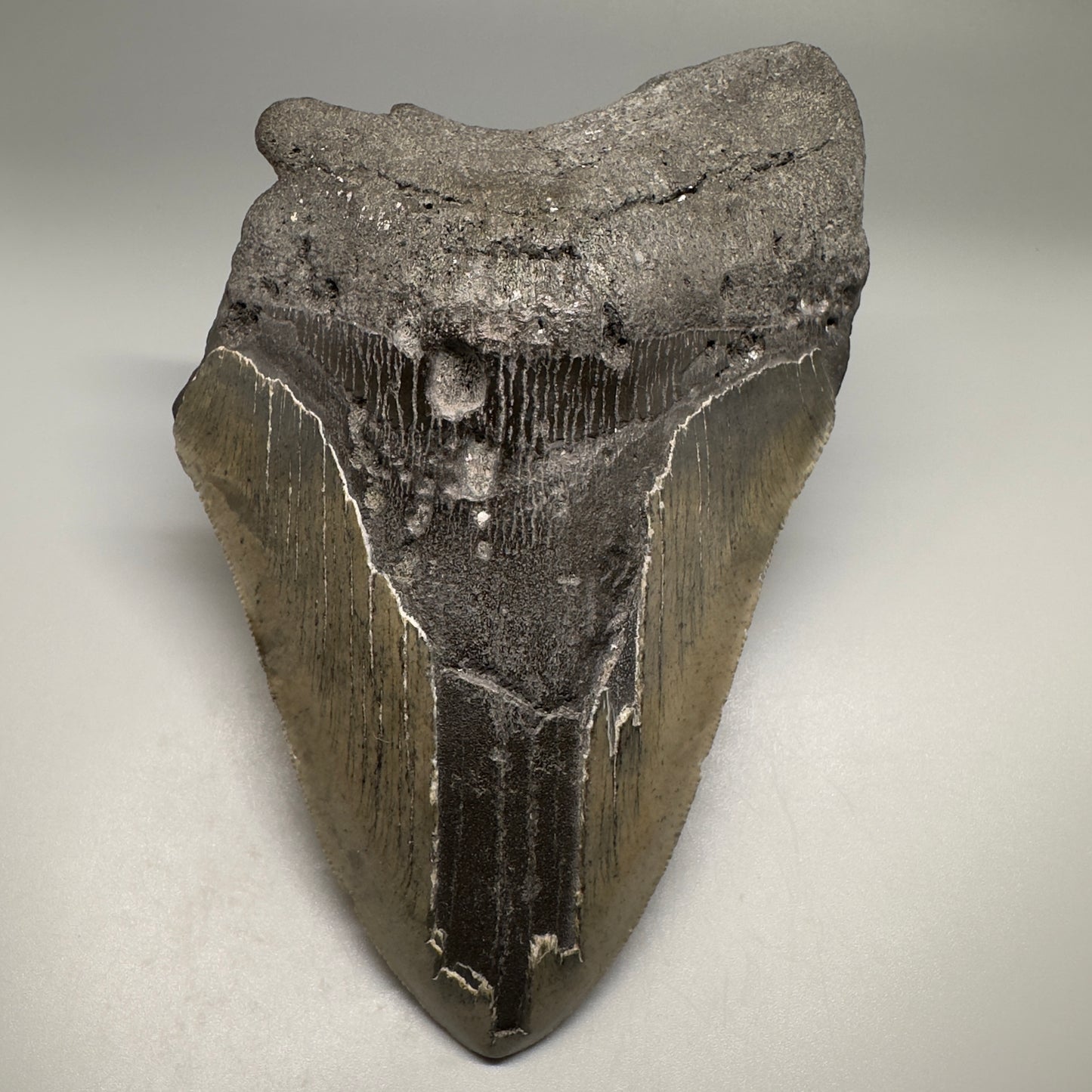 Huge, affordable 6.21" Fossil Megalodon Tooth - Wilmington North Carolina