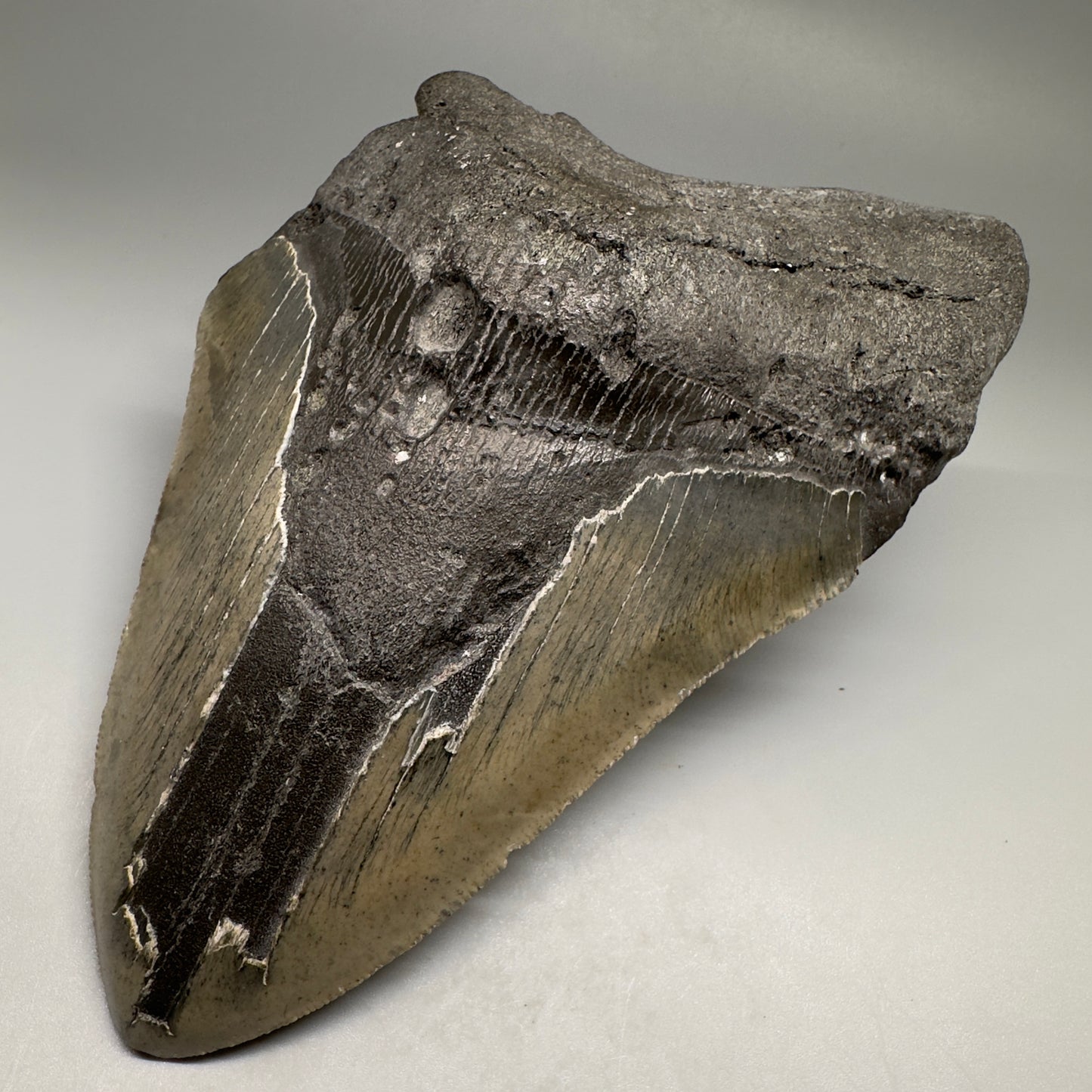 Huge, affordable 6.21" Fossil Megalodon Tooth - Wilmington North Carolina