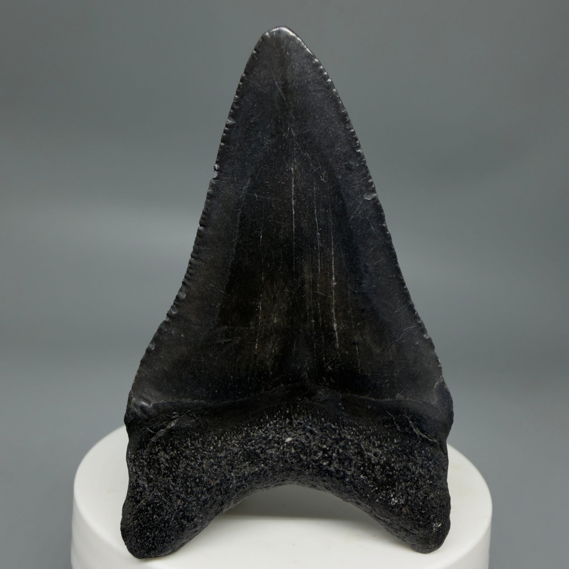Back View Black 2.74" Fossil Megalodon Tooth – South Carolina River Find | Authentic CM6352