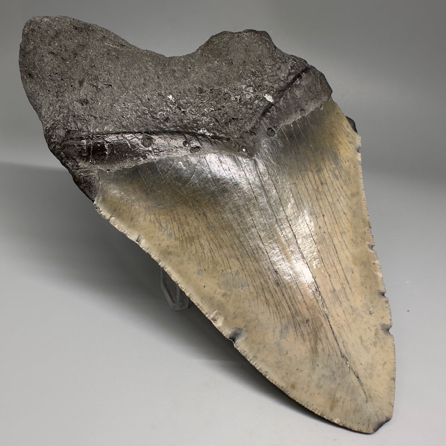 Huge, affordable 6.21" Fossil Megalodon Tooth - Wilmington North Carolina