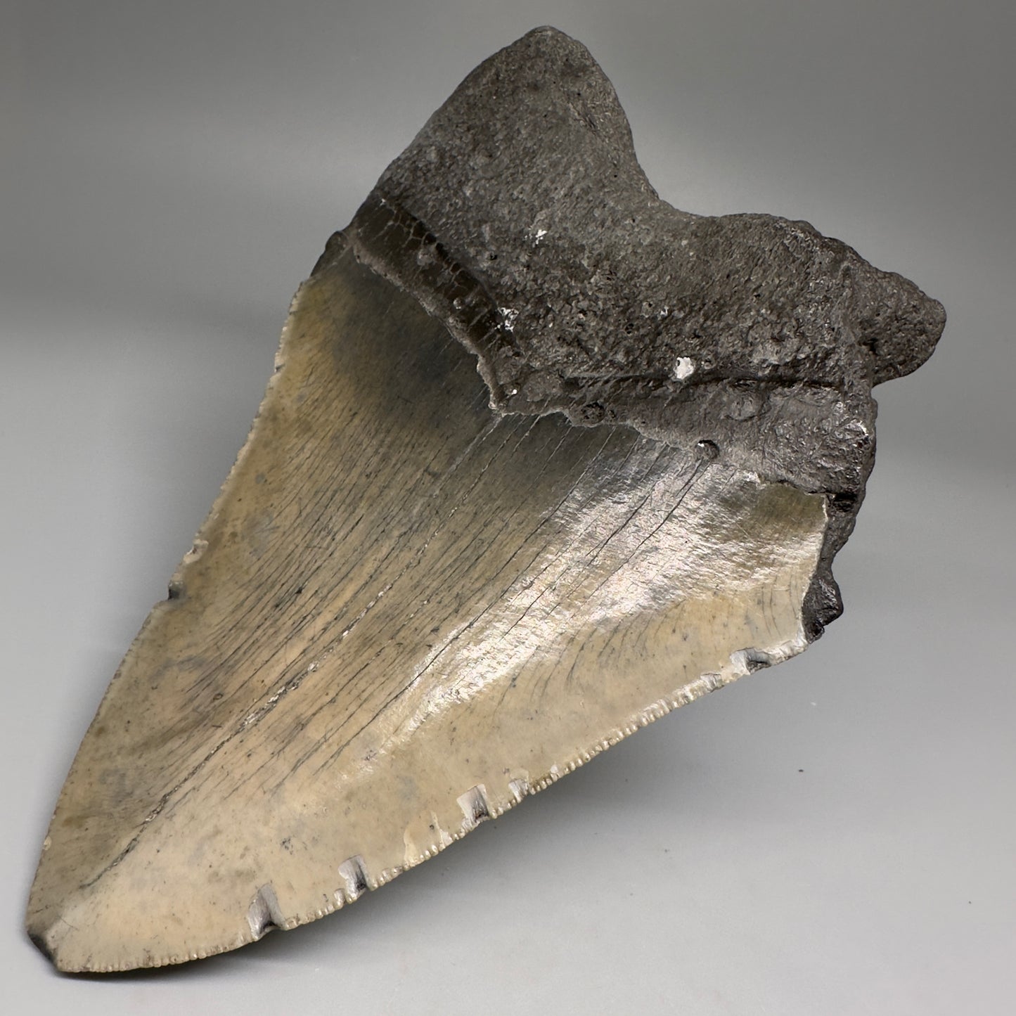 Huge, affordable 6.21" Fossil Megalodon Tooth - Wilmington North Carolina