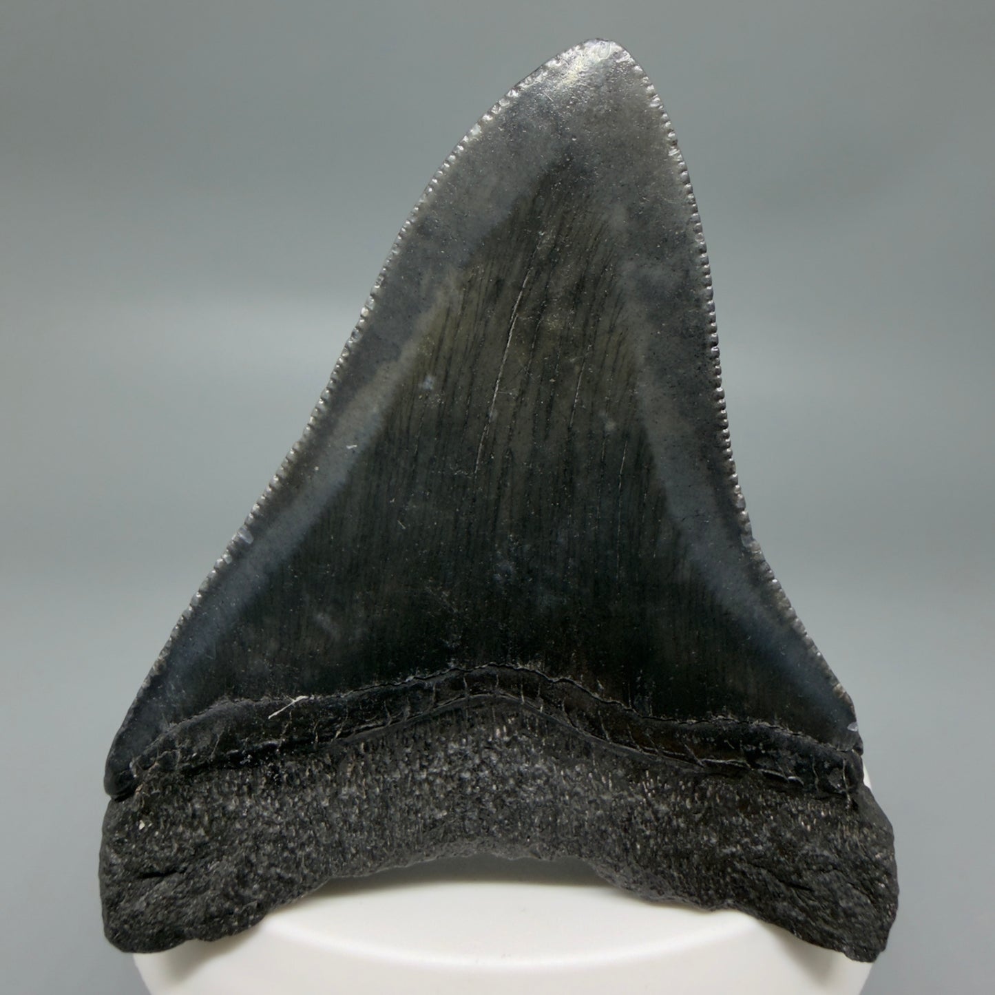 Back View Black 2.95" Fossil Megalodon Tooth – South Carolina River Find | Authentic CM6353