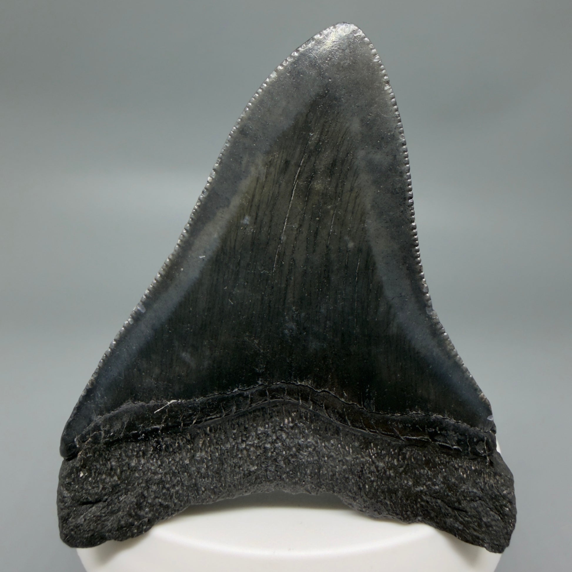 Back View Black 2.95" Fossil Megalodon Tooth – South Carolina River Find | Authentic CM6353