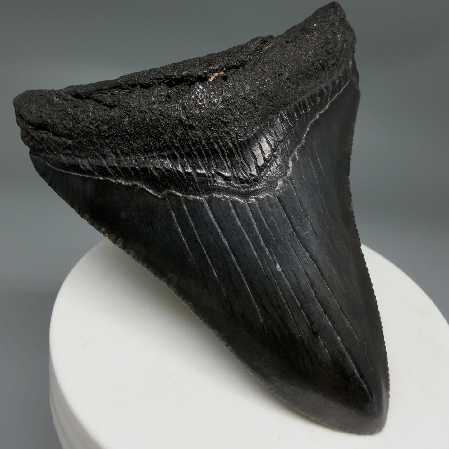 Front Left View Black 2.95" Fossil Megalodon Tooth – South Carolina River Find | Authentic CM6353