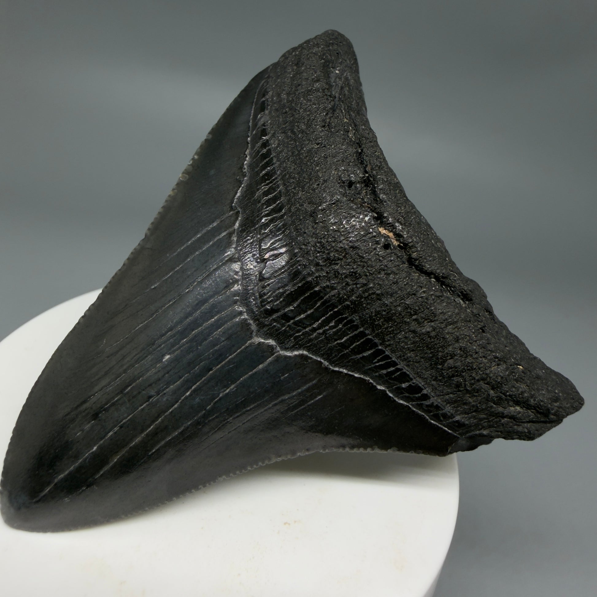 Front Right View Black 2.95" Fossil Megalodon Tooth – South Carolina River Find | Authentic CM6353
