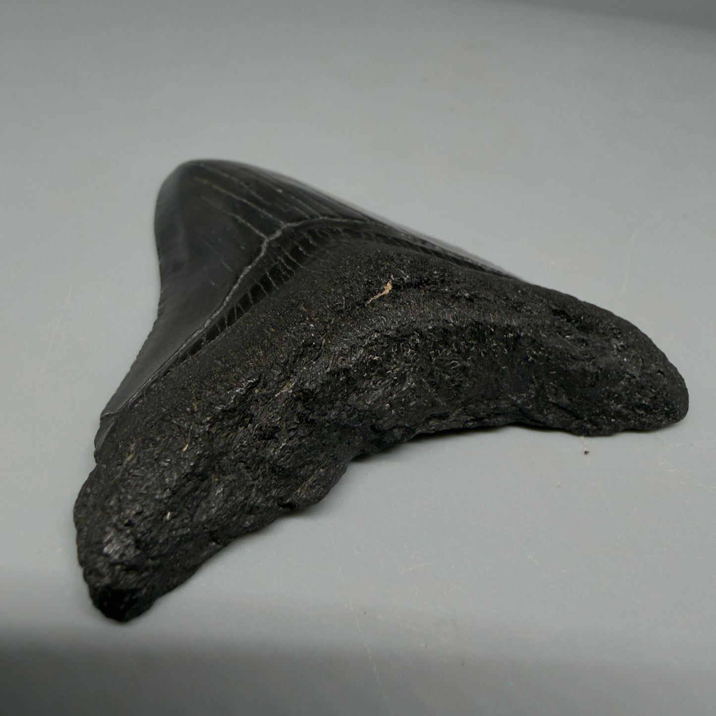 Root detail View Black 2.95" Fossil Megalodon Tooth – South Carolina River Find | Authentic CM6353