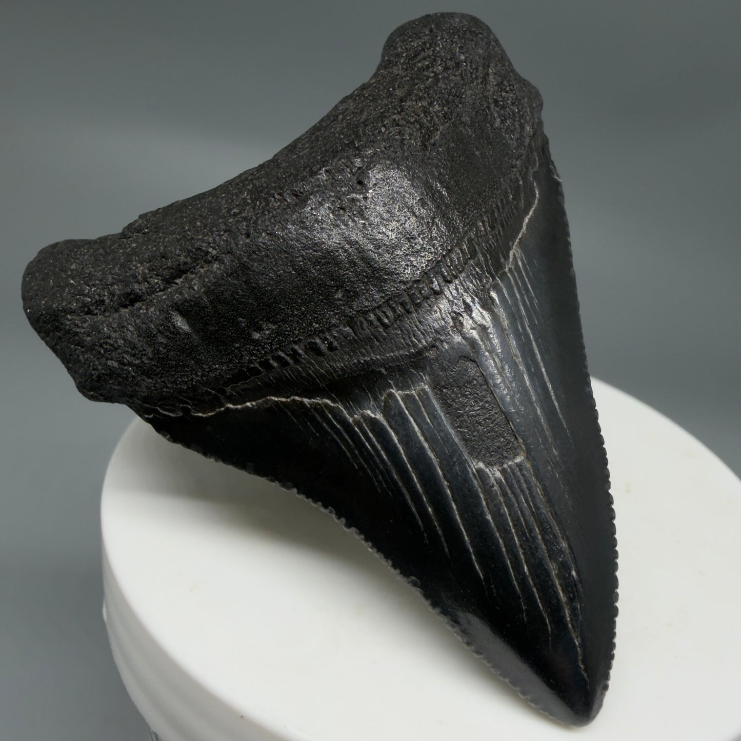 Front Left View Black 2.46" Fossil Megalodon Tooth – South Carolina River Find | Authentic CM6350