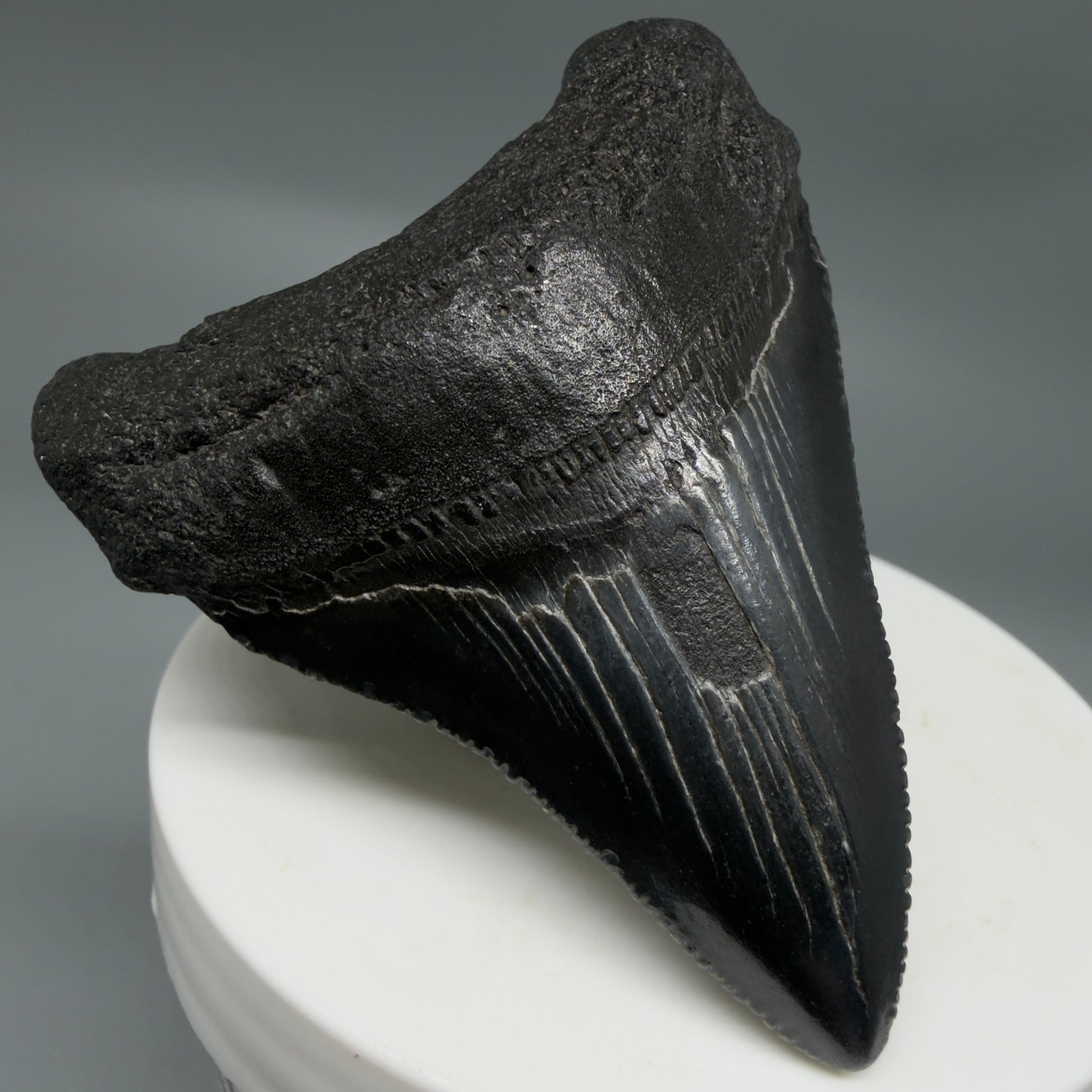 Front Left View Black 2.46" Fossil Megalodon Tooth – South Carolina River Find | Authentic CM6350