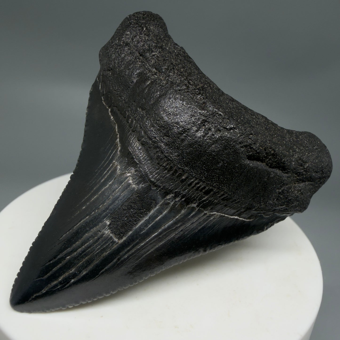 Front Right View Black 2.46" Fossil Megalodon Tooth – South Carolina River Find | Authentic CM6350