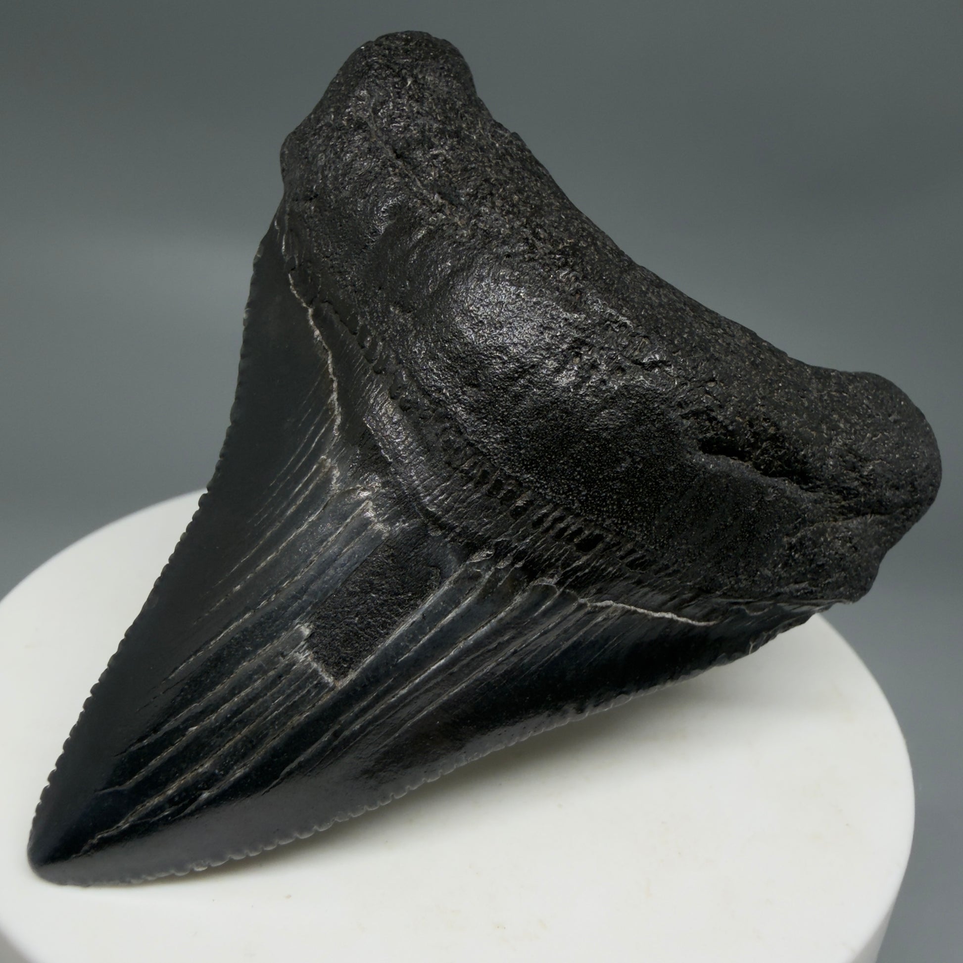 Front Right View Black 2.46" Fossil Megalodon Tooth – South Carolina River Find | Authentic CM6350