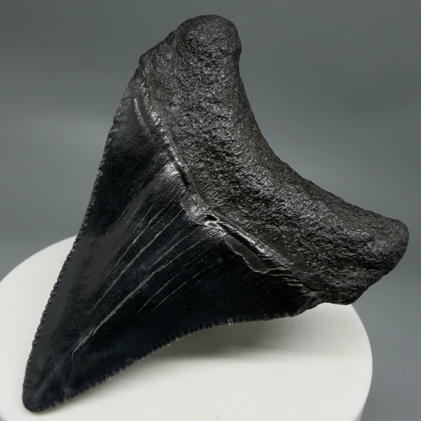 Back Right View Black 2.46" Fossil Megalodon Tooth – South Carolina River Find | Authentic CM6350