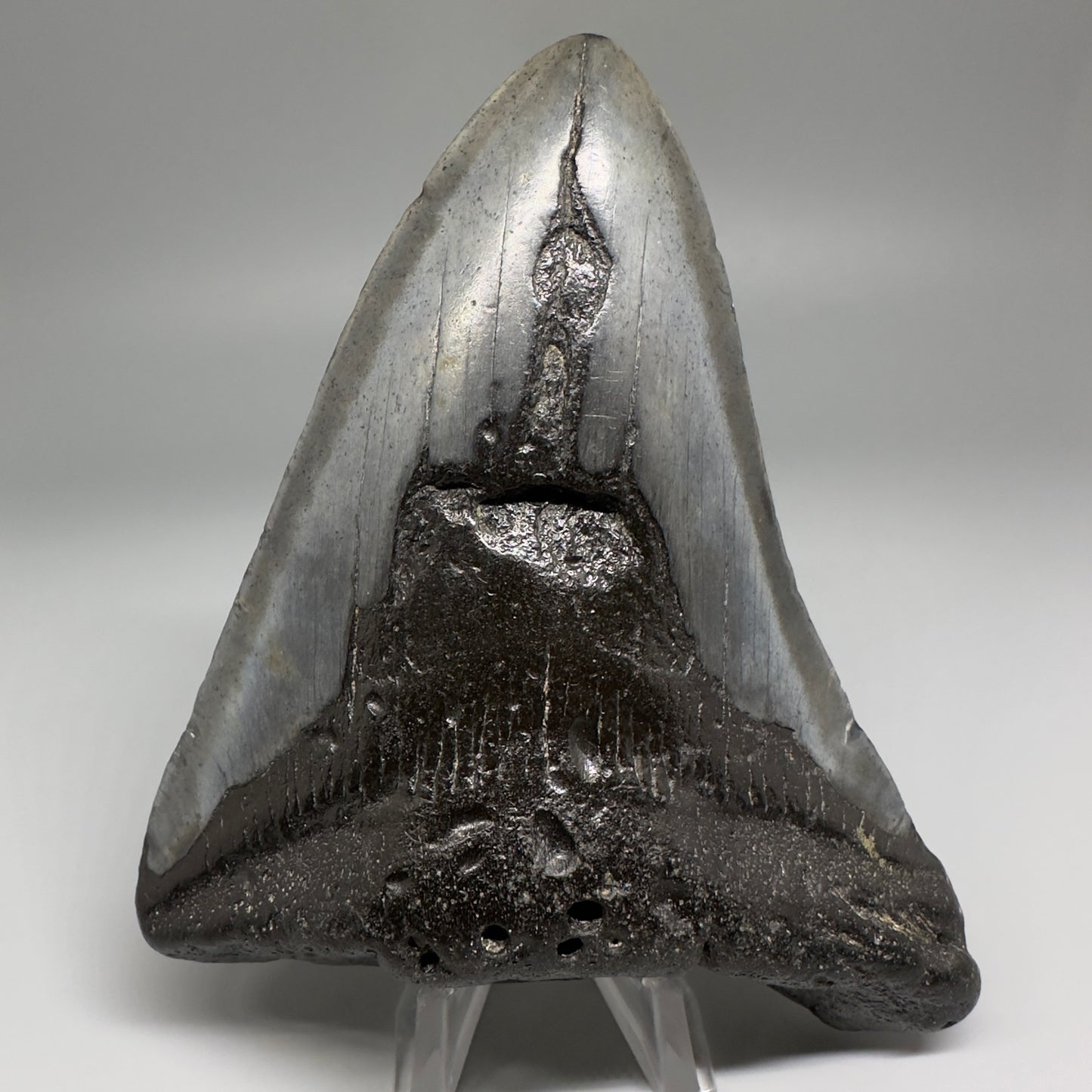 Affordable 4.64" Fossil Megalodon Tooth from North Carolina CM5172 - Front