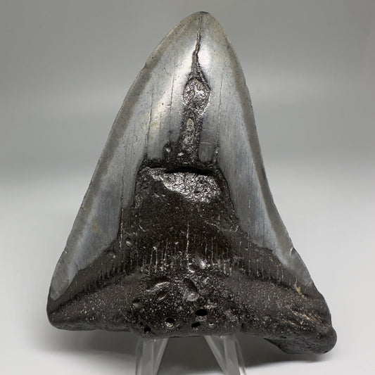 Affordable 4.64" Fossil Megalodon Tooth from North Carolina CM5172 - Front
