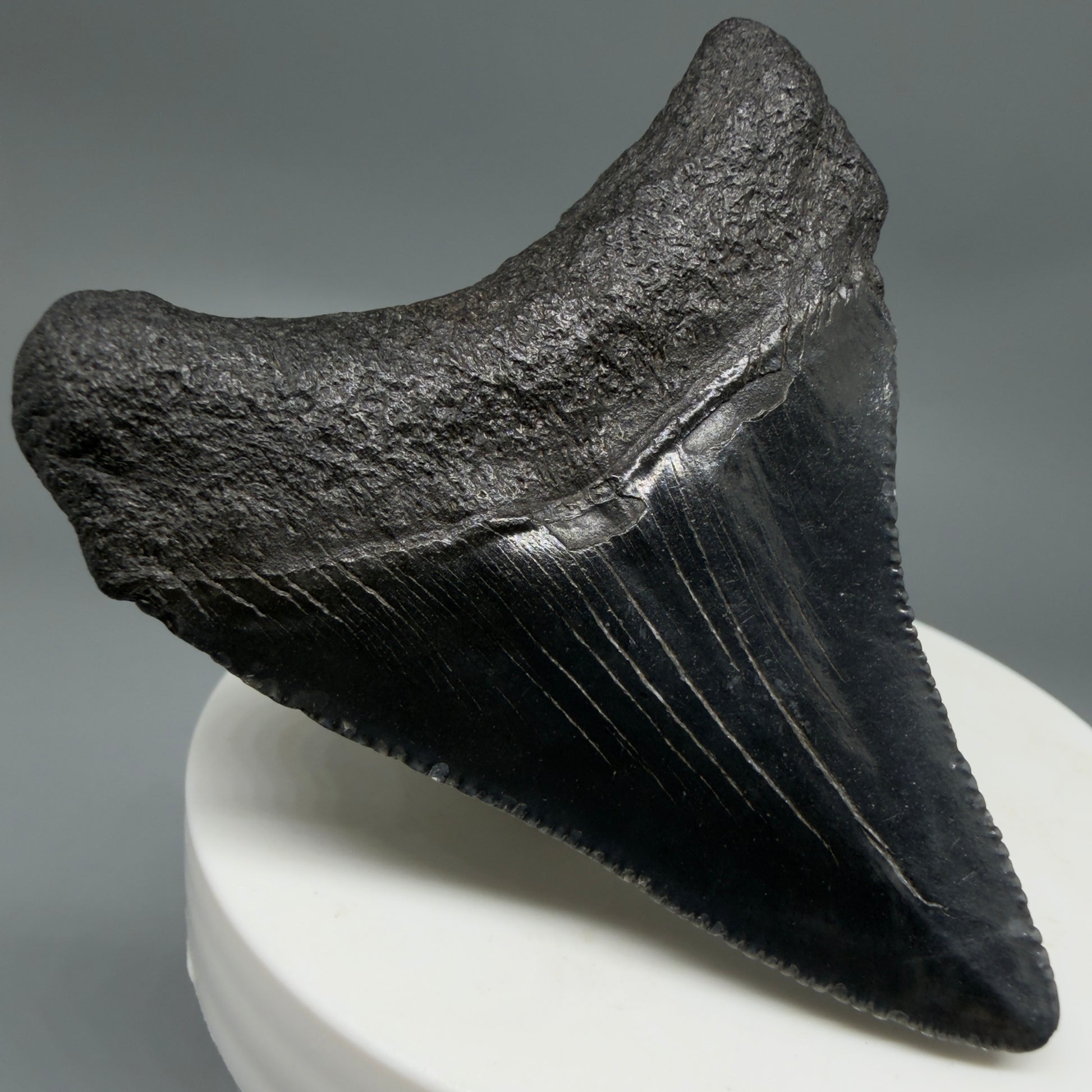 Back Left View Black 2.46" Fossil Megalodon Tooth – South Carolina River Find | Authentic CM6350