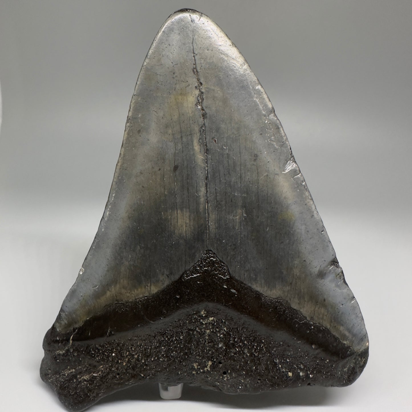 Affordable 4.64" Fossil Megalodon Tooth from North Carolina CM5172 - Back