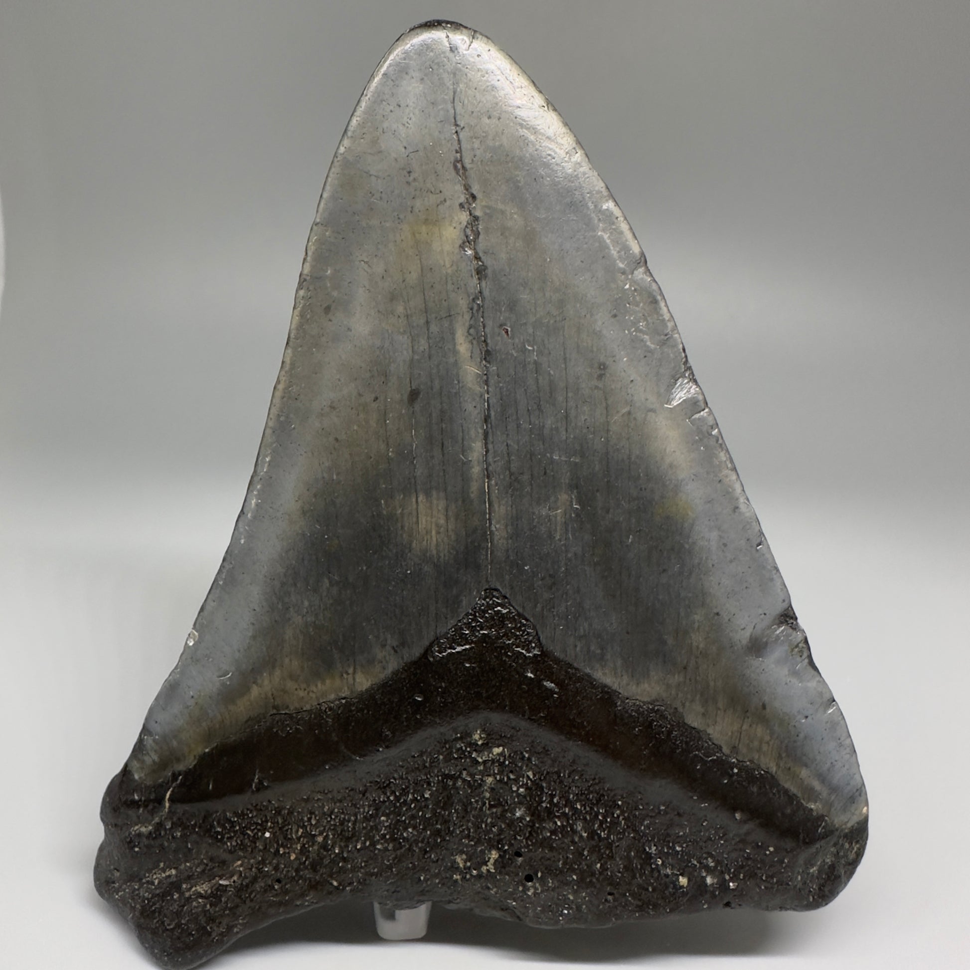 Affordable 4.64" Fossil Megalodon Tooth from North Carolina CM5172 - Back