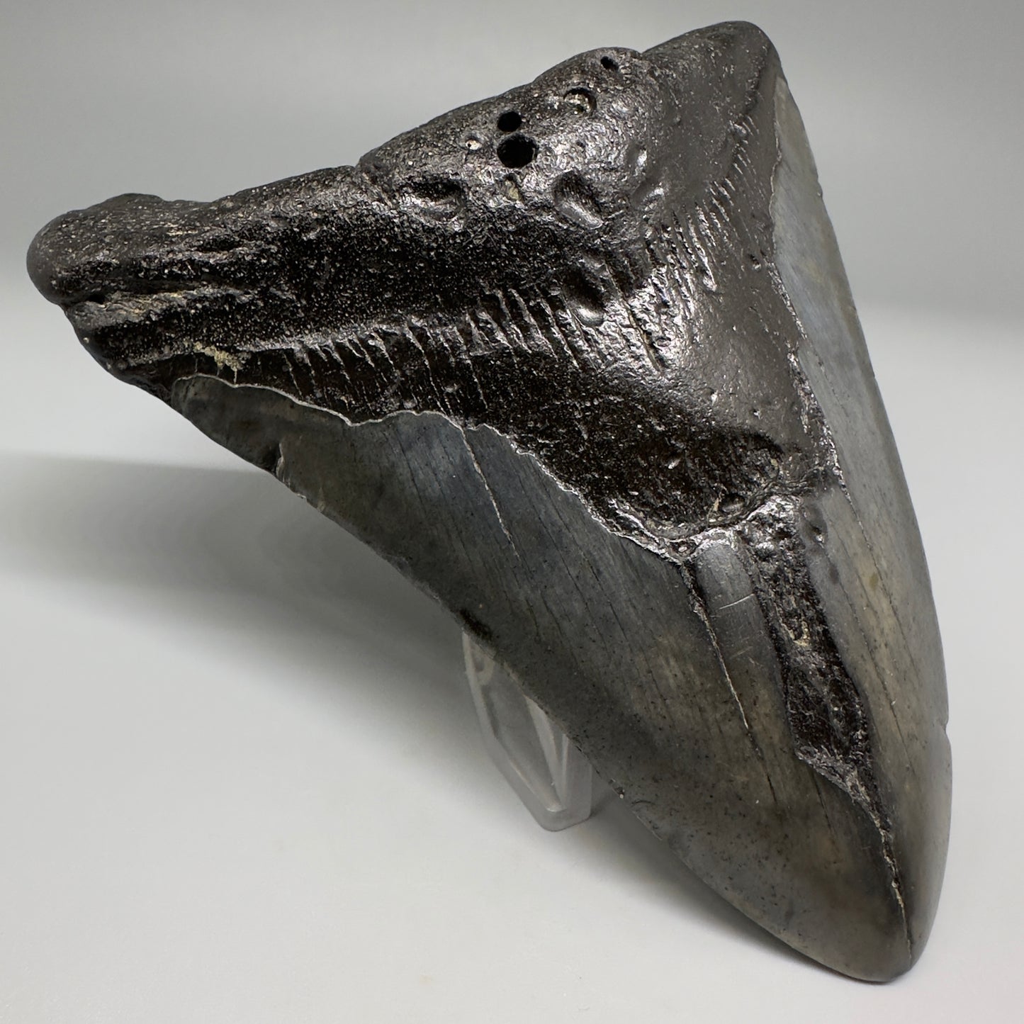 Affordable 4.64" Fossil Megalodon Tooth from North Carolina CM5172 - Front Left