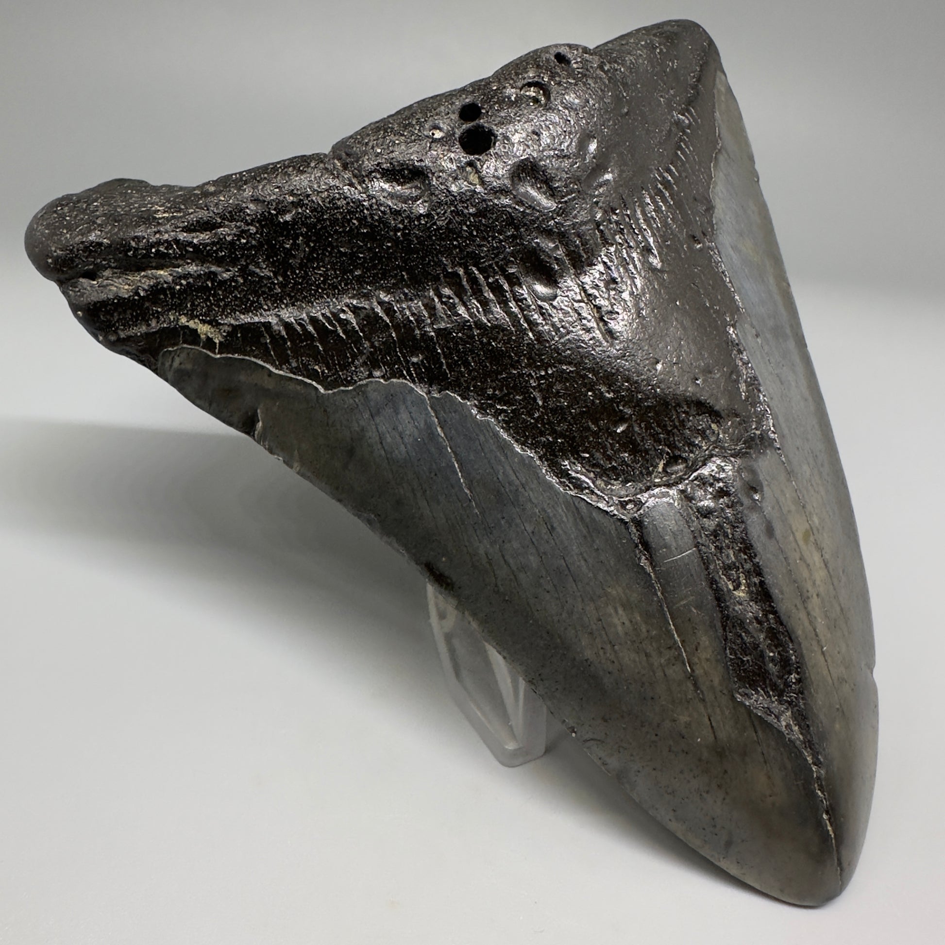 Affordable 4.64" Fossil Megalodon Tooth from North Carolina CM5172 - Front Left