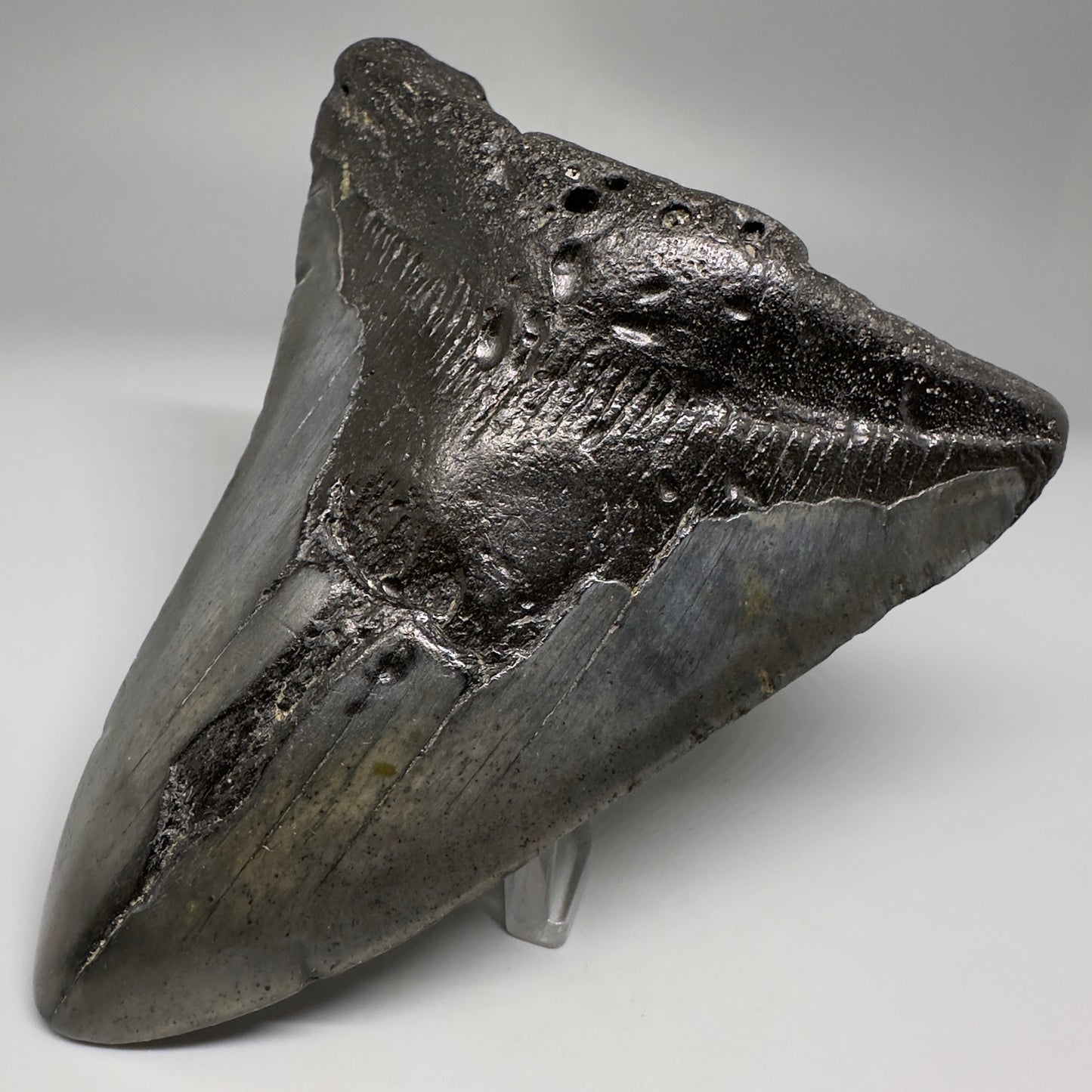 Affordable 4.64" Fossil Megalodon Tooth from North Carolina CM5172 - Front Right