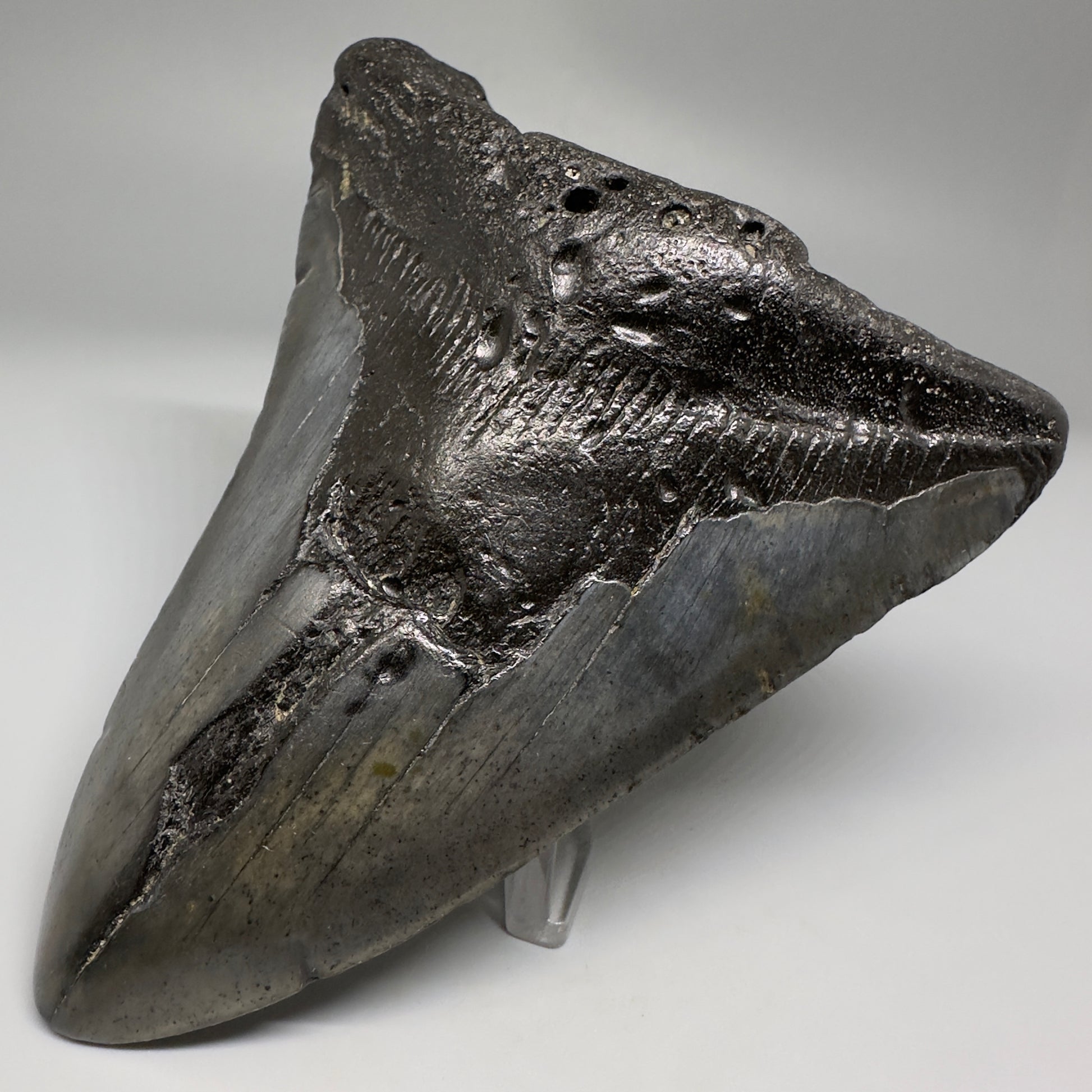 Affordable 4.64" Fossil Megalodon Tooth from North Carolina CM5172 - Front Right