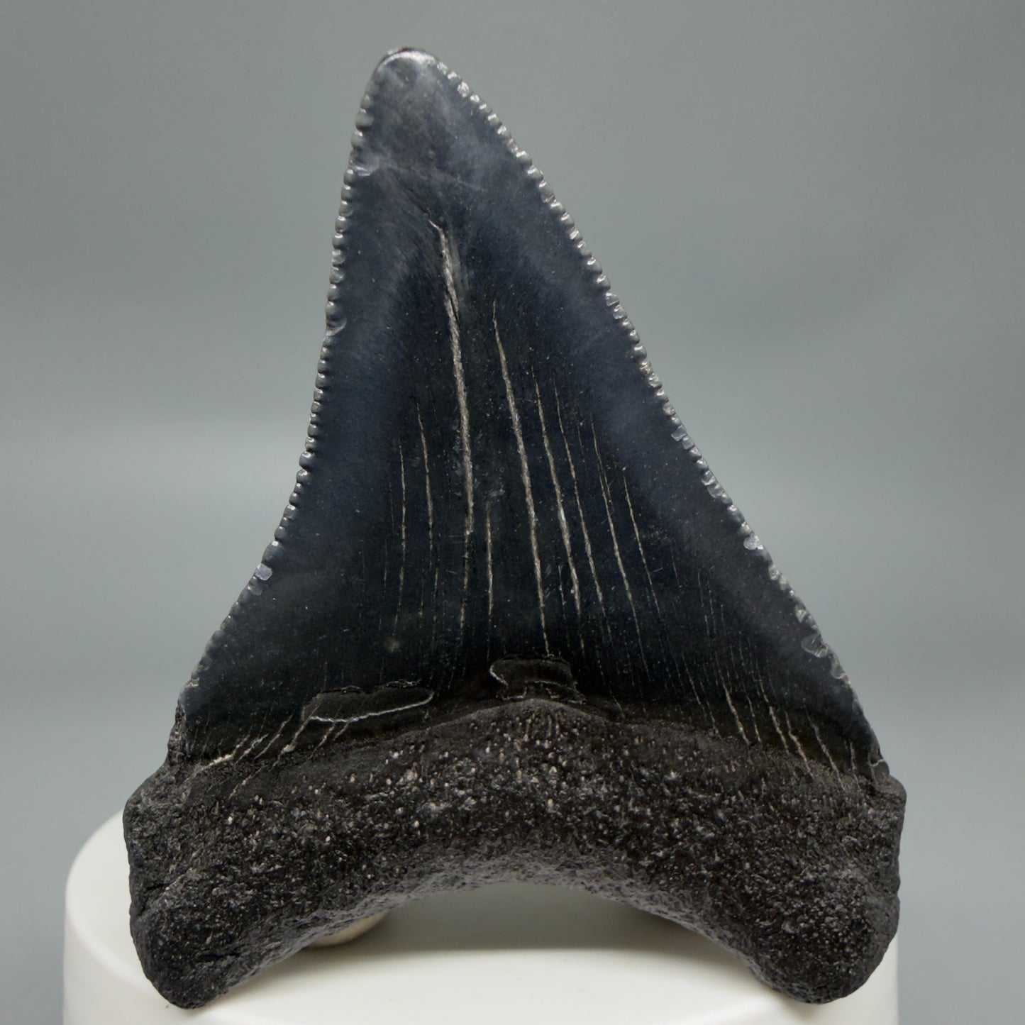 Back View Black 2.46" Fossil Megalodon Tooth – South Carolina River Find | Authentic CM6350