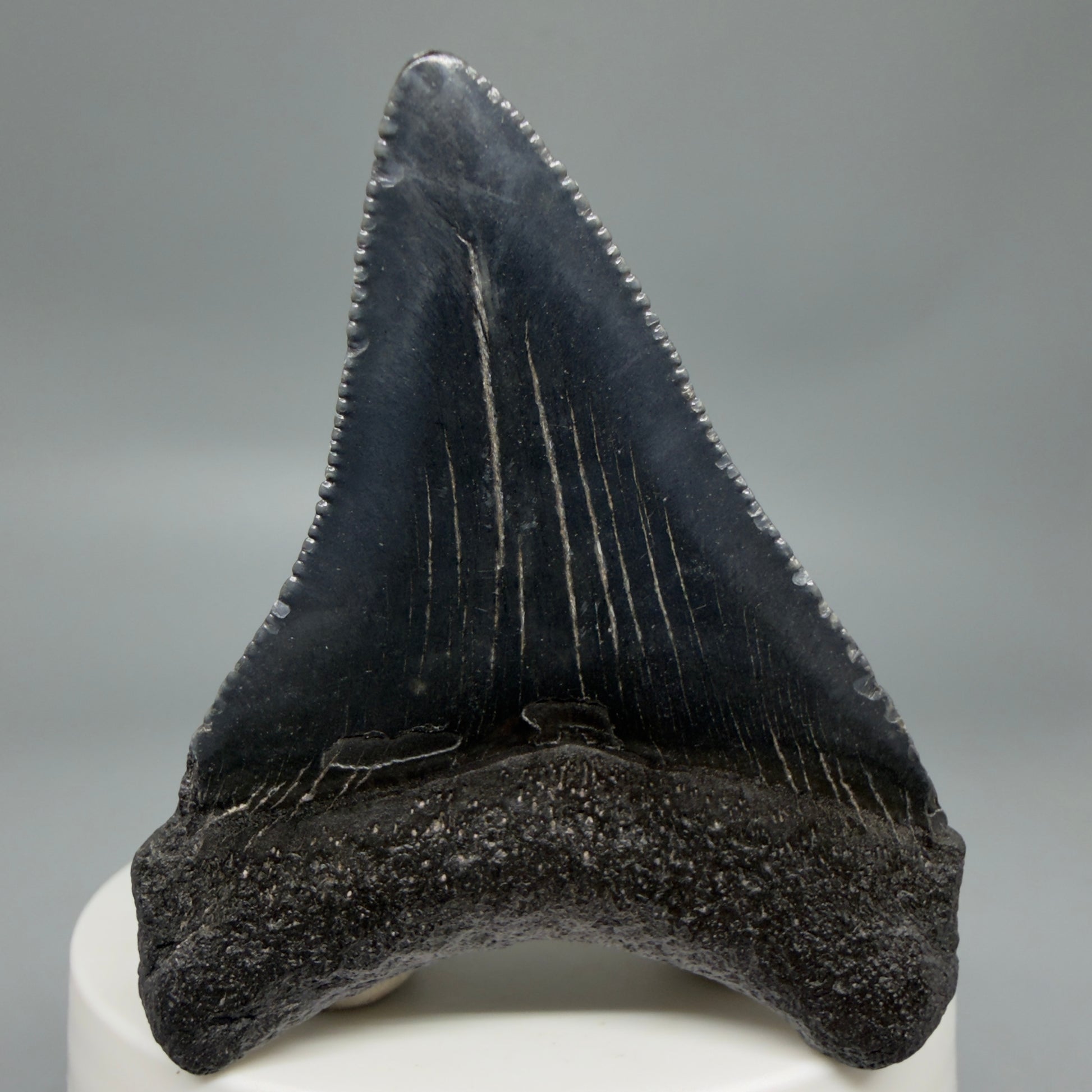Back View Black 2.46" Fossil Megalodon Tooth – South Carolina River Find | Authentic CM6350