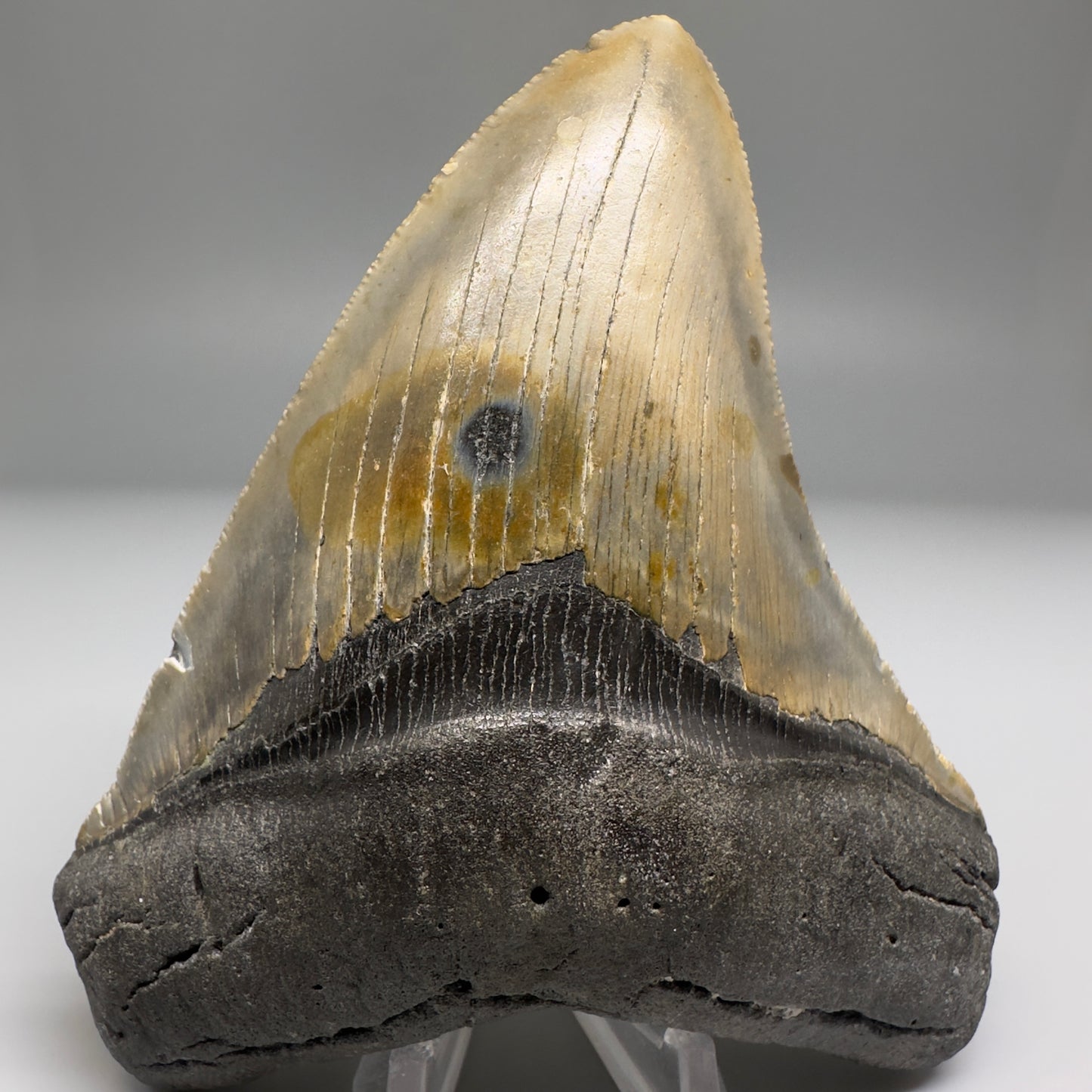 Colorful, complete 4.48" Fossil Megalodon Tooth from North Carolina CM5180 - Front