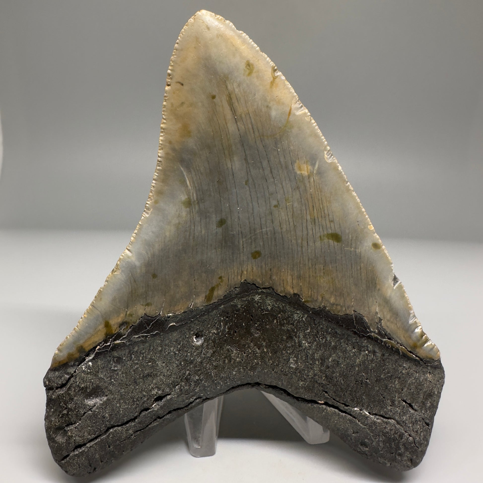 Colorful, complete 4.48" Fossil Megalodon Tooth from North Carolina CM5180 - Back 