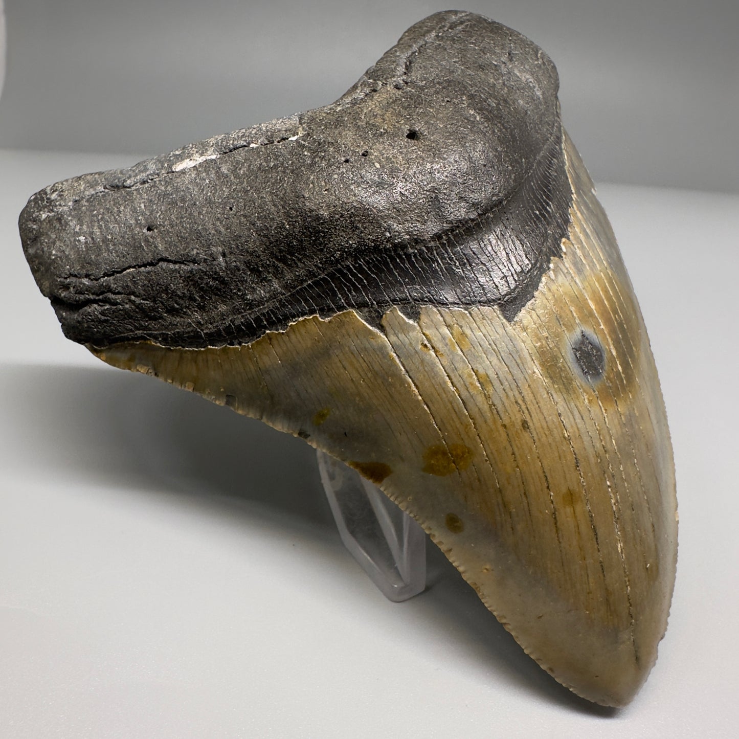 Colorful, complete 4.48" Fossil Megalodon Tooth from North Carolina