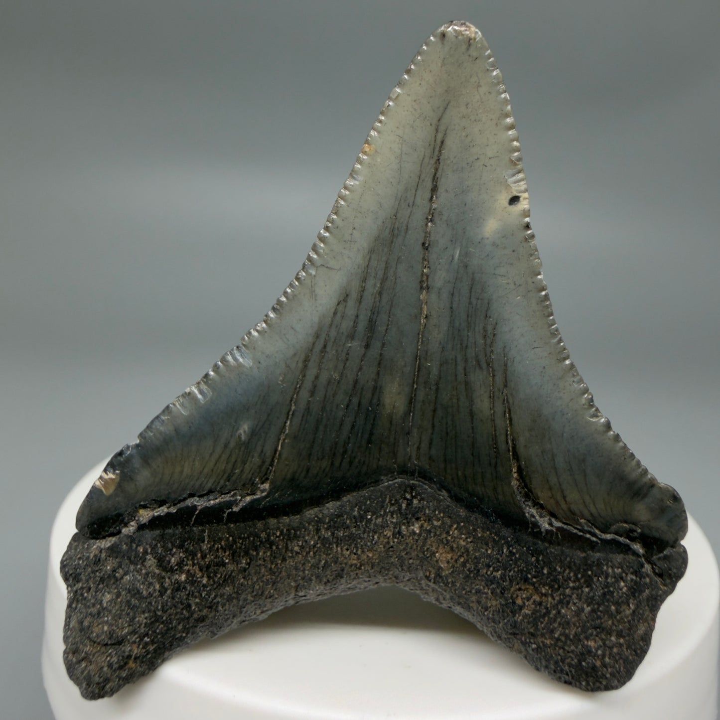 Back View Small 2.18" Fossil Megalodon Tooth – South Carolina River Find | Authentic CM6349