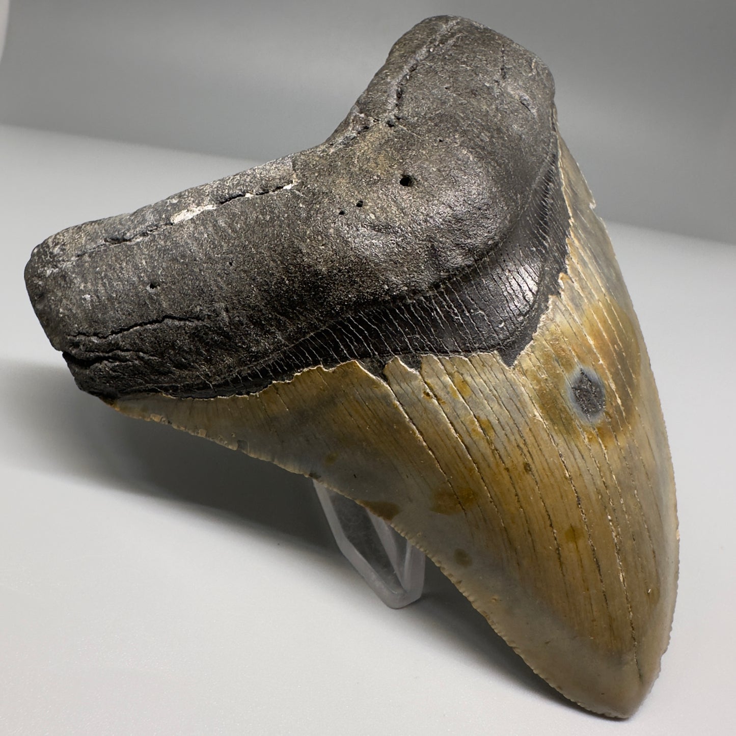 Colorful, complete 4.48" Fossil Megalodon Tooth from North Carolina CM5180 - Front Left